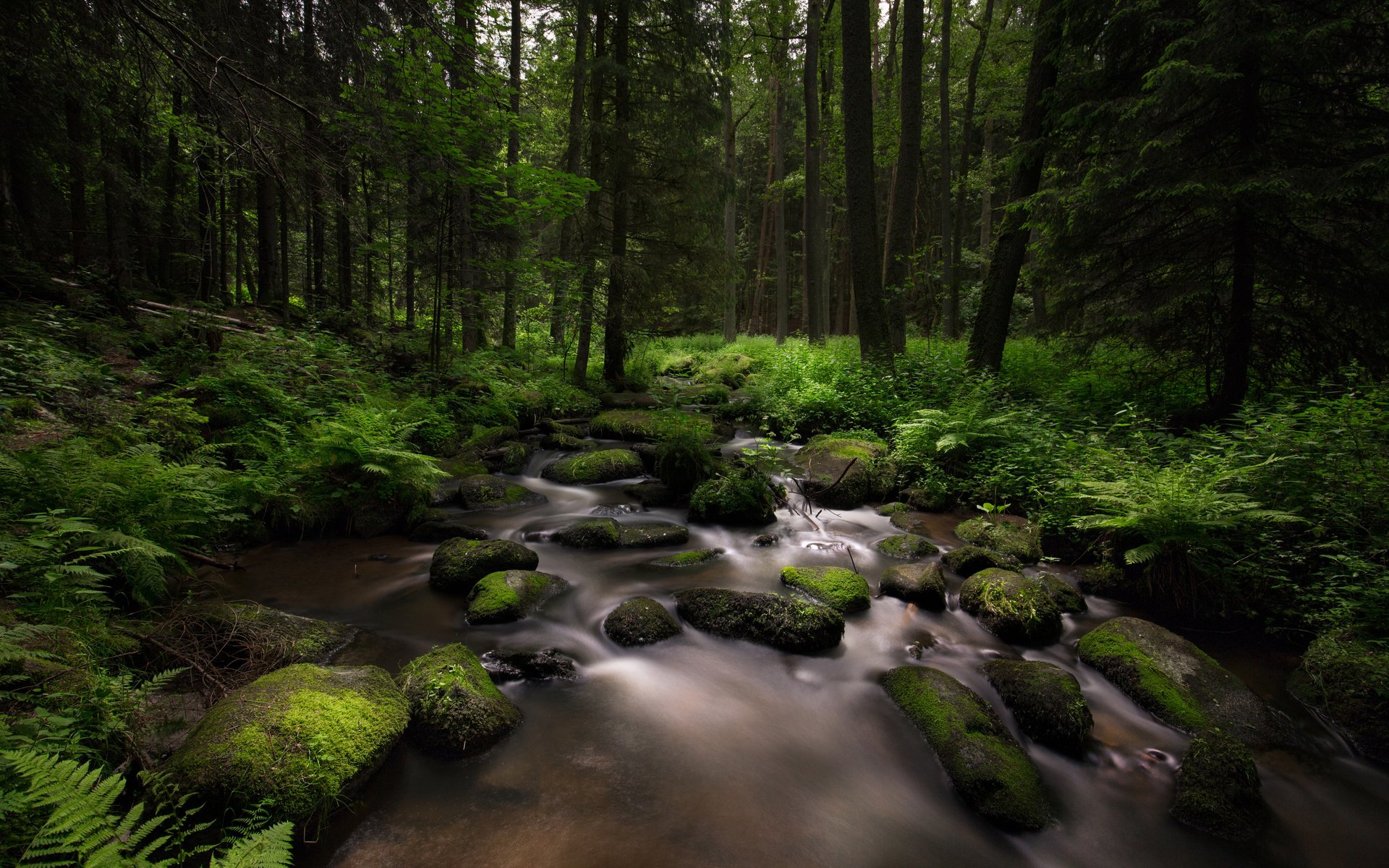 Обои деревья, камни, лес, ручей, мох, папоротник, lena held, trees, stones, forest, stream, moss, fern разрешение 5472x3648 Загрузить