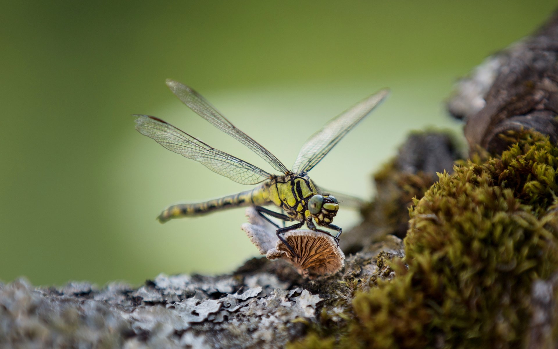 Обои макро, насекомое, крылья, стрекоза, lena held, macro, insect, wings, dragonfly разрешение 3416x2220 Загрузить