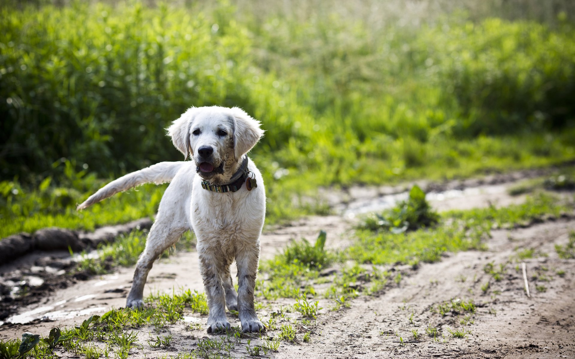 Обои собака, щенок, ошейник, лабрадор, dog, puppy, collar, labrador разрешение 3840x2400 Загрузить