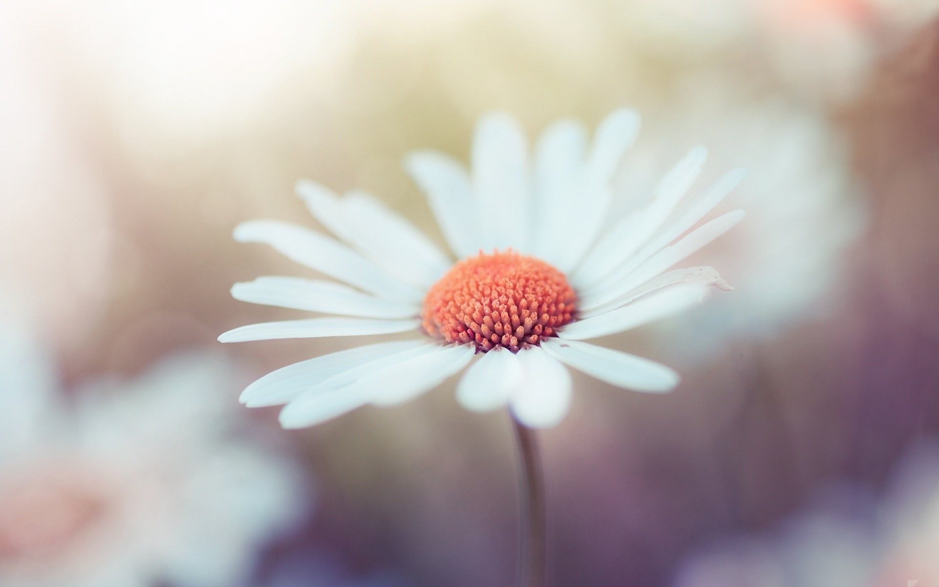 Обои макро, цветок, лепестки, ромашка, robin de blanche, macro, flower, petals, daisy разрешение 2000x1333 Загрузить