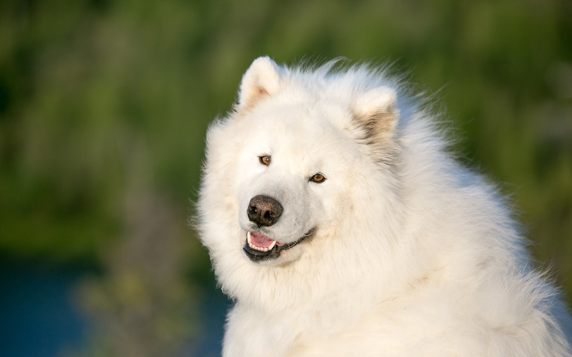 Обои глаза, мордочка, взгляд, собака, самоед, самоедская собака, eyes, muzzle, look, dog, samoyed, the samoyed разрешение 3960x2640 Загрузить