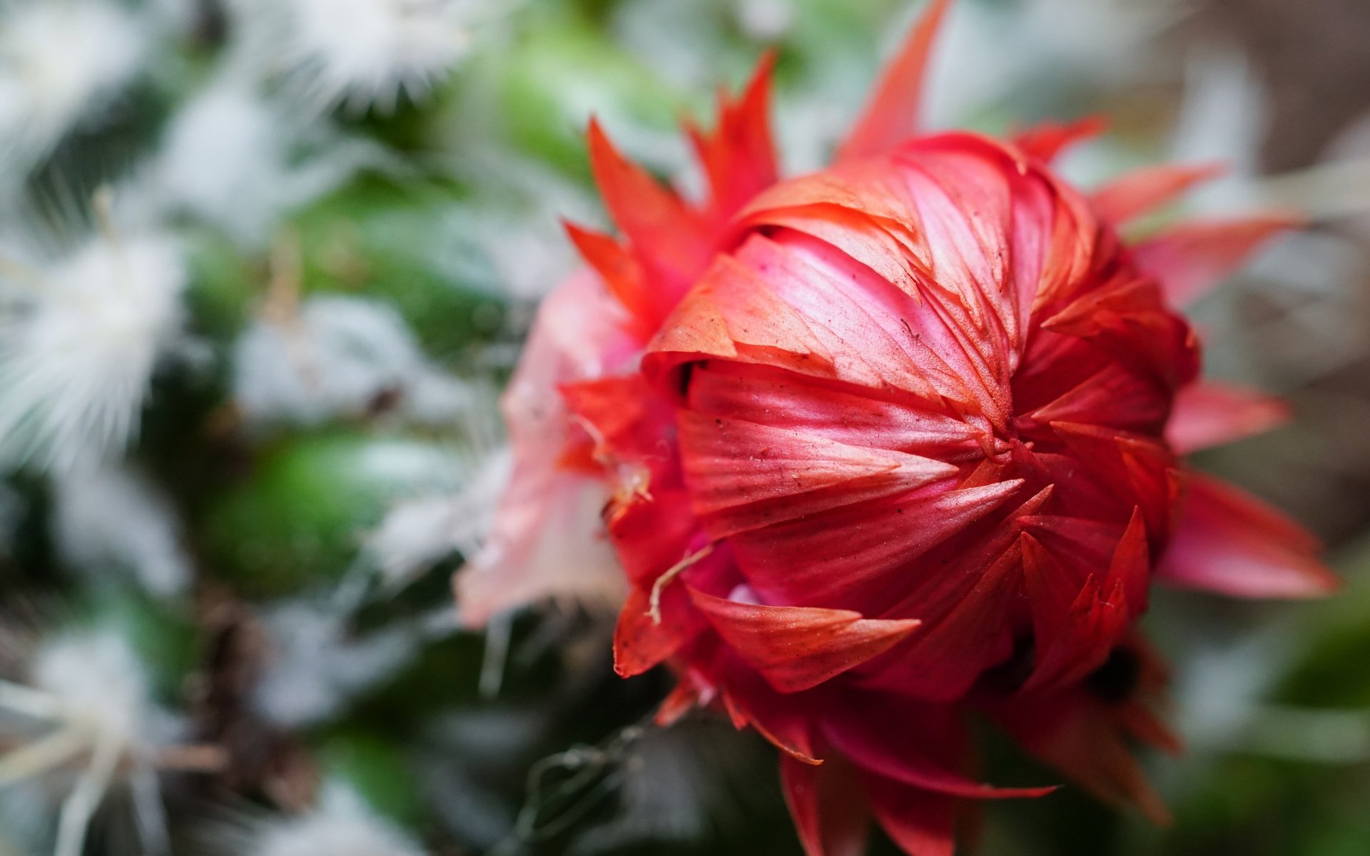 Обои цветок, лепестки, кактус, крупным планом, flower, petals, cactus, closeup разрешение 4000x2667 Загрузить