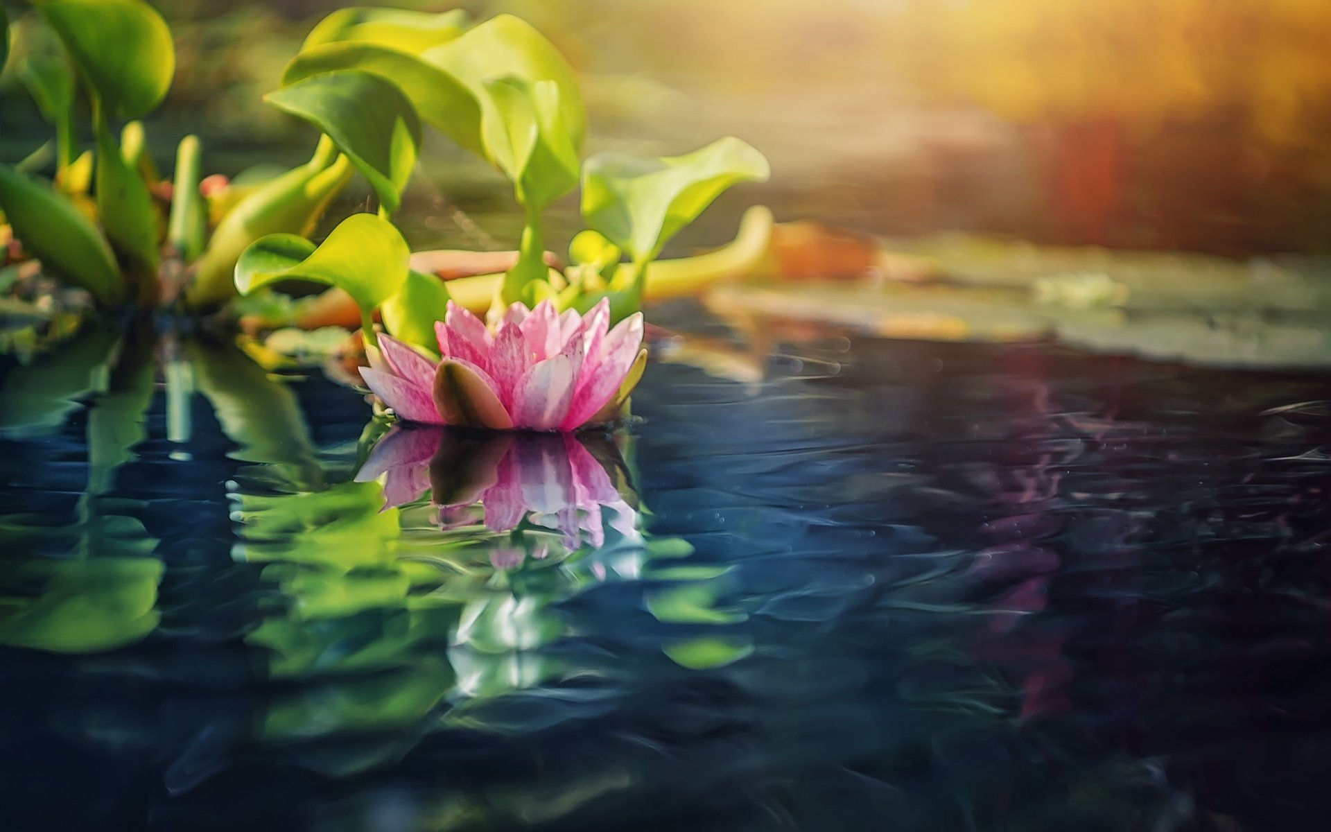 Обои вода, природа, размытость, кувшинка, нимфея, водяная лилия, water, nature, blur, lily, nymphaeum, water lily разрешение 2048x1366 Загрузить