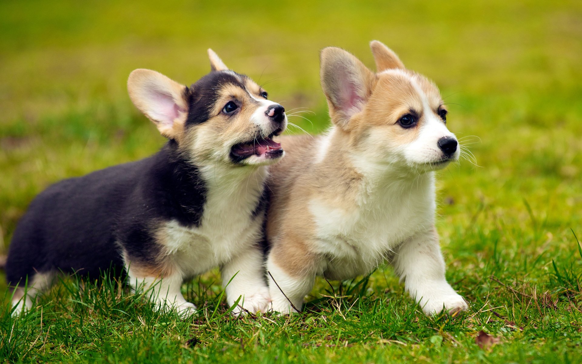 Обои трава, щенок, щенки, собаки, вельш-корги, корги, grass, puppy, puppies, dogs, welsh corgi, corgi разрешение 2880x1800 Загрузить