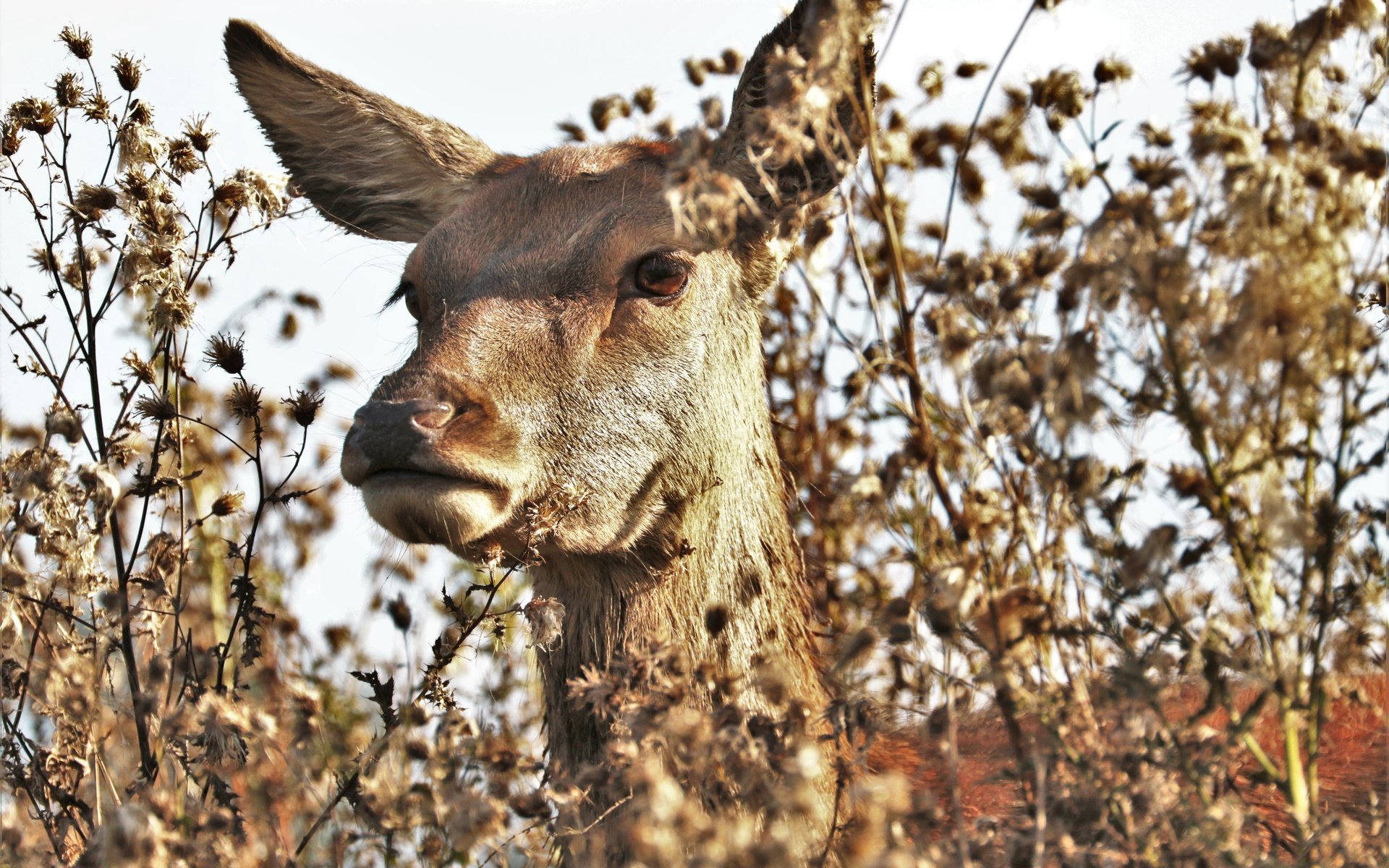 Обои морда, природа, растения, олень, животное, лань, face, nature, plants, deer, animal, doe разрешение 5251x3501 Загрузить