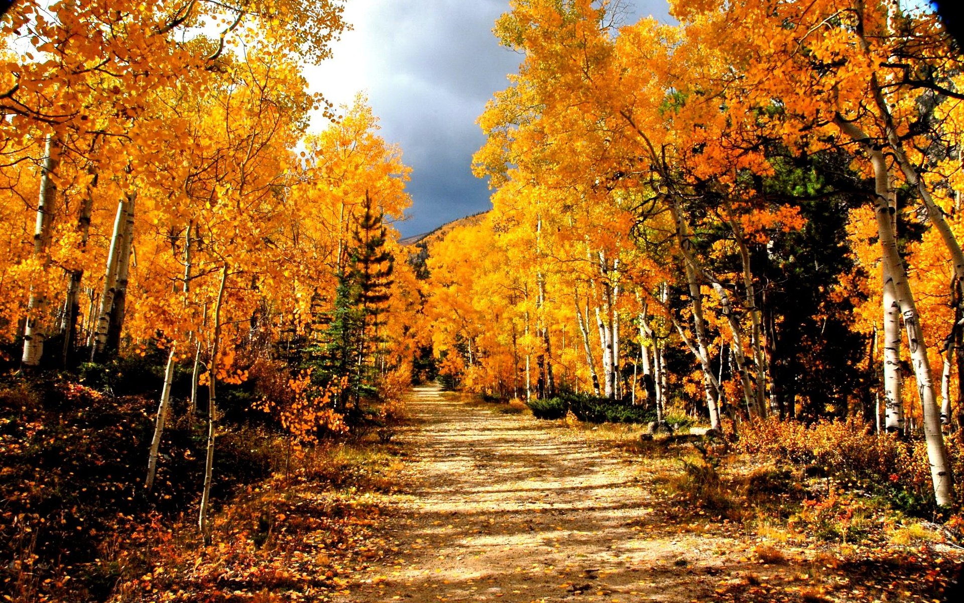 Обои дорога, деревья, лес, березы, осень, road, trees, forest, birch, autumn разрешение 2048x1371 Загрузить