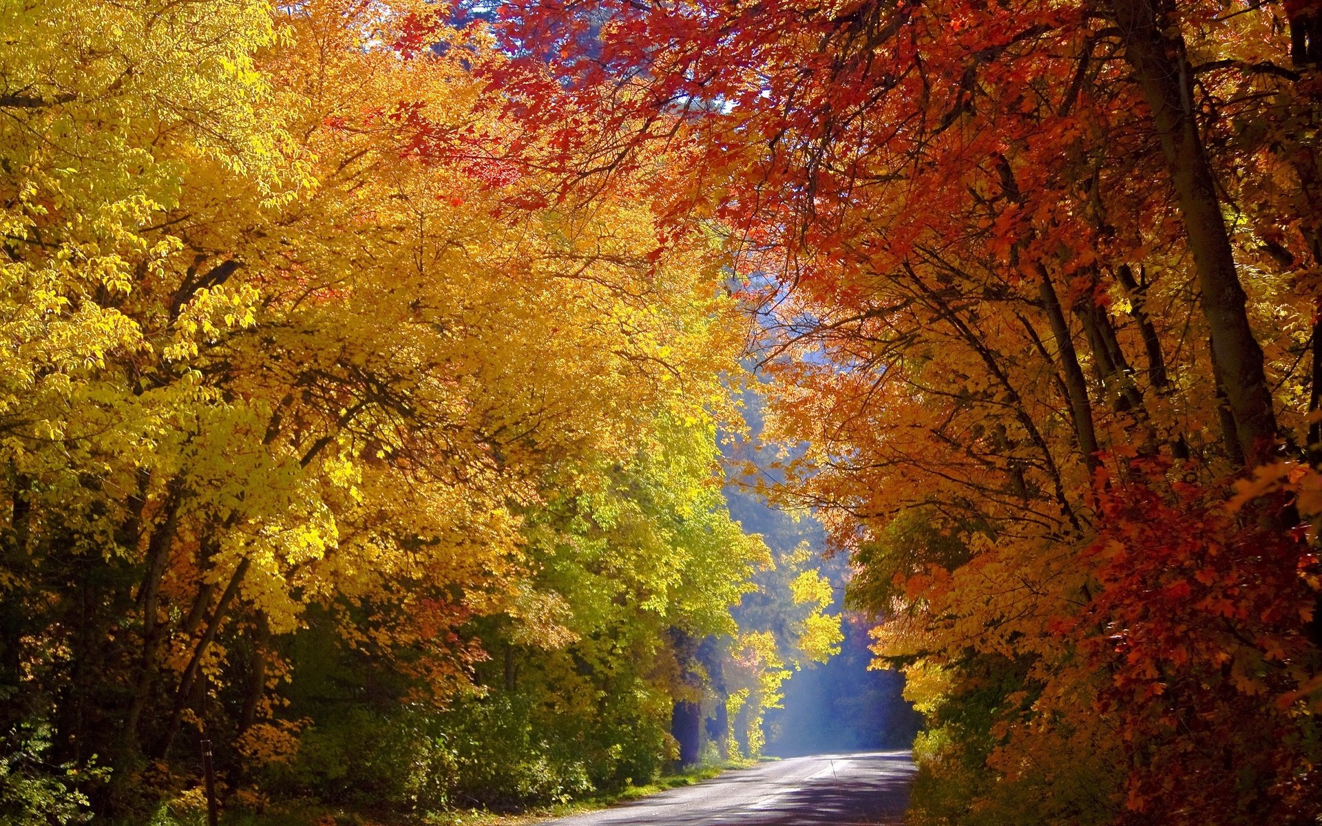 Обои дорога, деревья, лес, осень, солнечный свет, road, trees, forest, autumn, sunlight разрешение 2560x1707 Загрузить