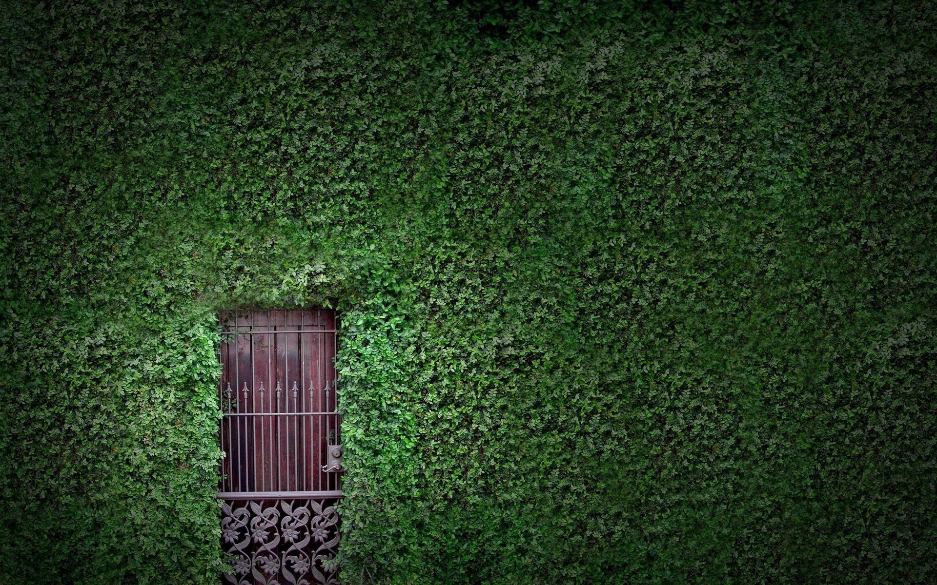 Обои зелень, растения, листья, листва, стена, дверь, плющ, greens, plants, leaves, foliage, wall, the door, ivy разрешение 2560x1600 Загрузить