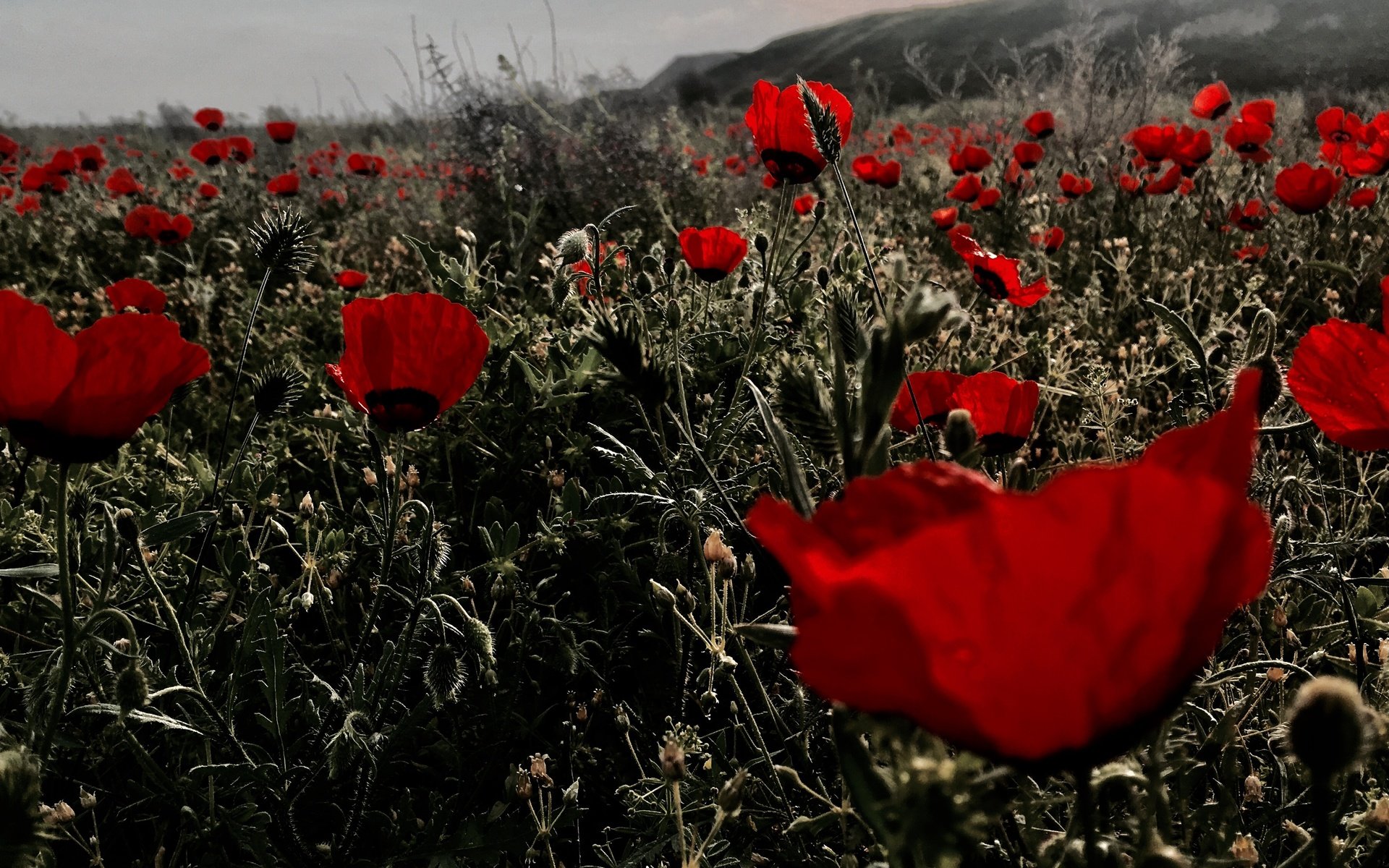 Обои цветы, поле, красные, маки, flowers, field, red, maki разрешение 4032x2270 Загрузить