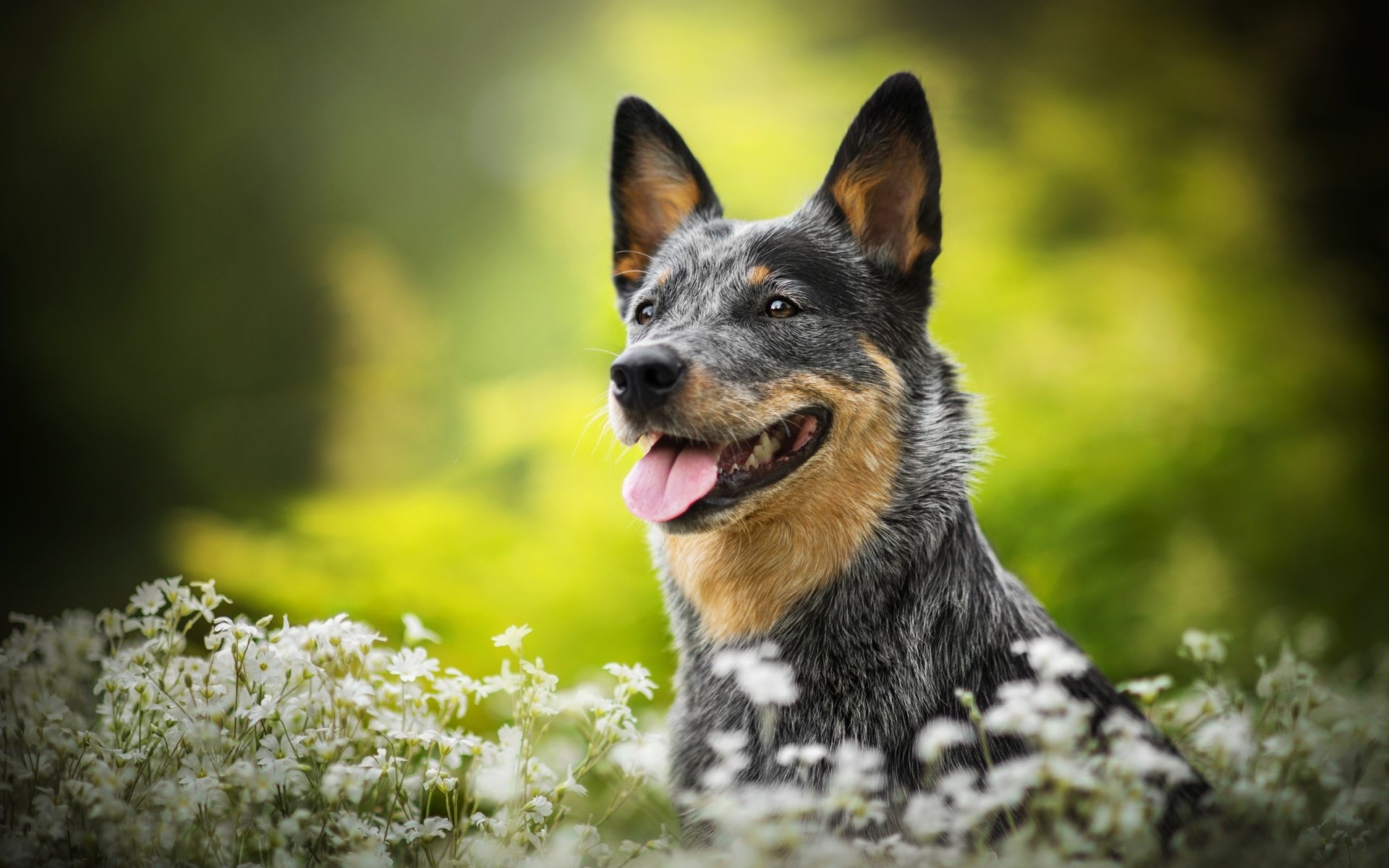 Обои цветы, собака, боке, люси, австралийская пастушья, dackelpuppy, flowers, dog, bokeh, lucy, australian cattle разрешение 2048x1367 Загрузить