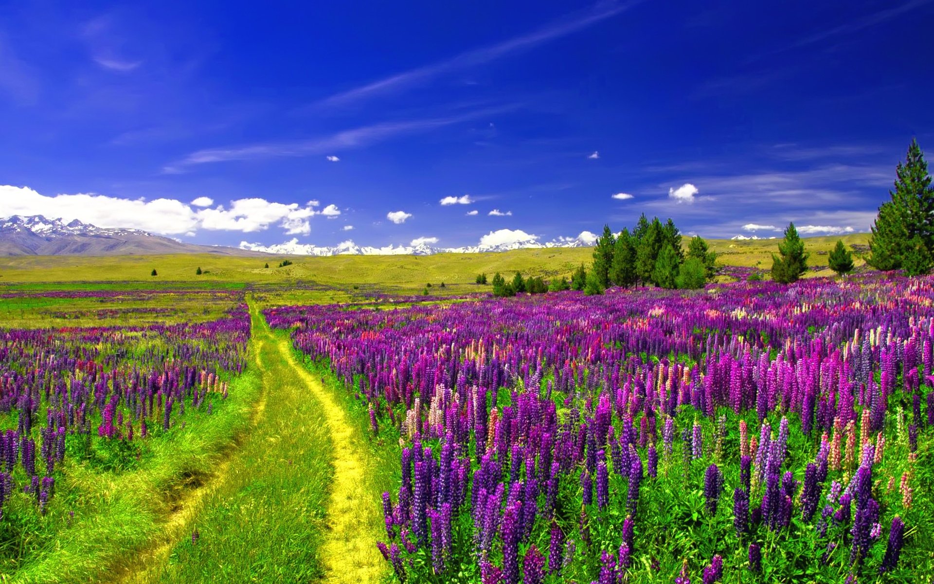 Обои небо, дорога, цветы, облака, поле, люпины, the sky, road, flowers, clouds, field, lupins разрешение 3840x2160 Загрузить