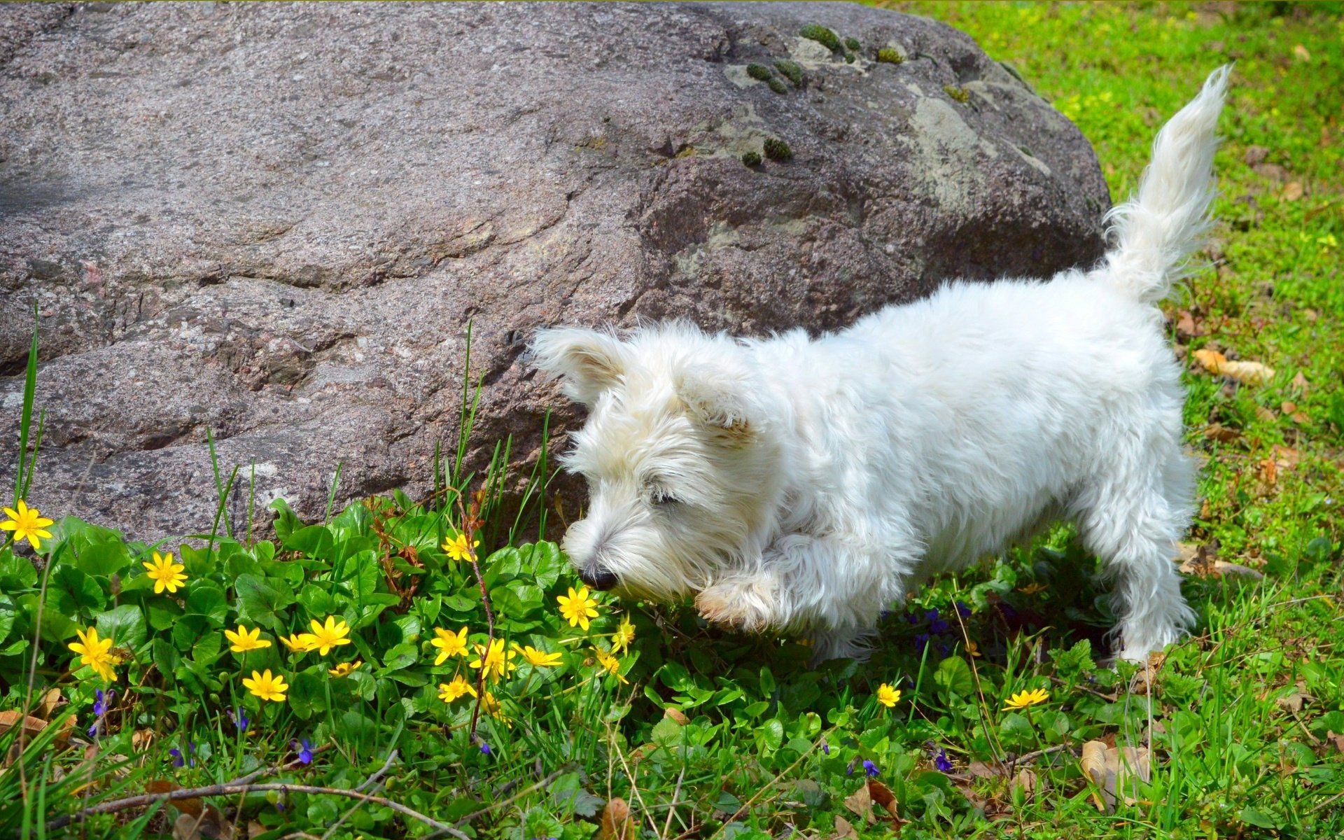 Обои природа, собака, весна, лютики, вест-хайленд-уайт-терьер, nature, dog, spring, buttercups, the west highland white terrier разрешение 3004x1844 Загрузить