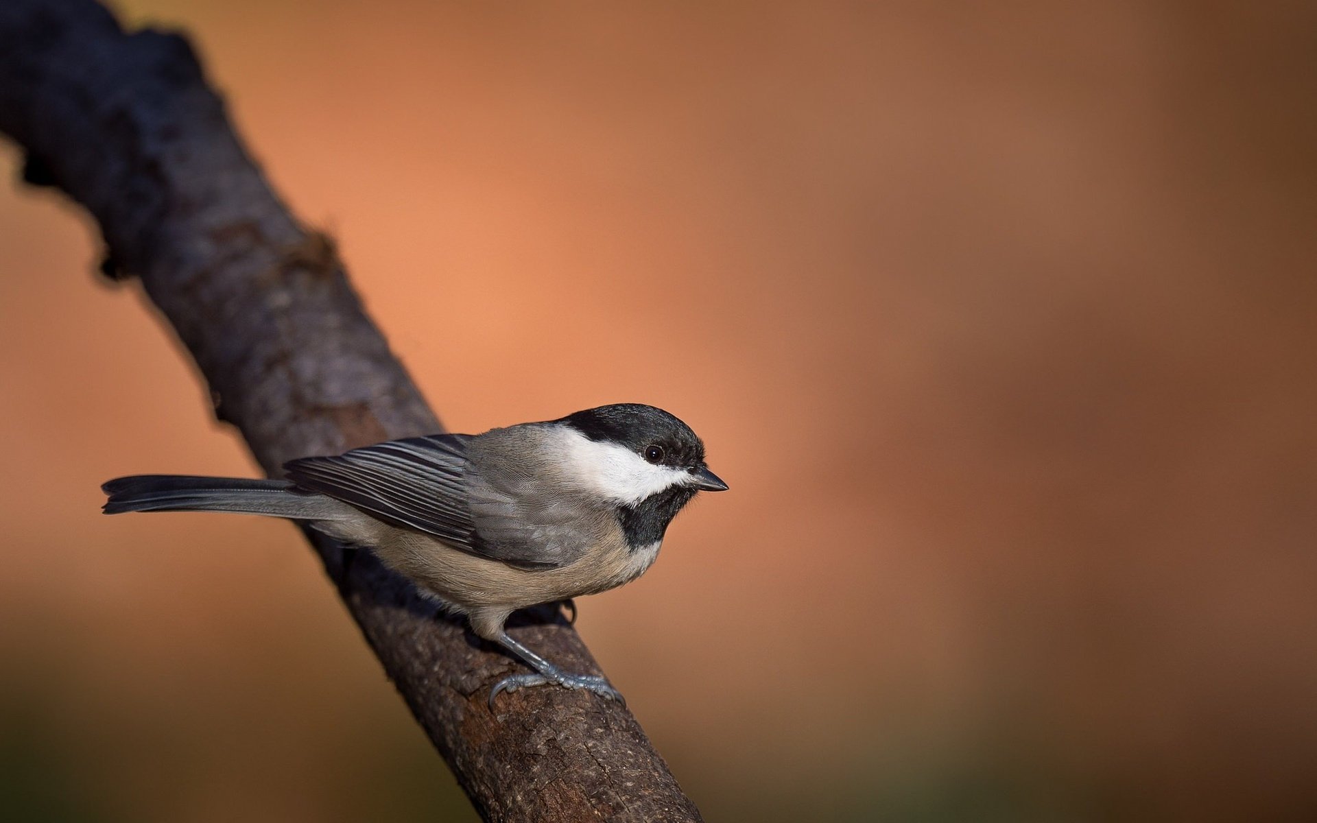 Обои ветка, птица, клюв, перья, синица, branch, bird, beak, feathers, tit разрешение 2048x1363 Загрузить