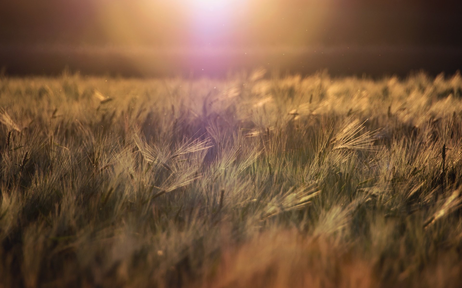 Обои трава, природа, горизонт, колоски, растение, grass, nature, horizon, spikelets, plant разрешение 5494x3853 Загрузить