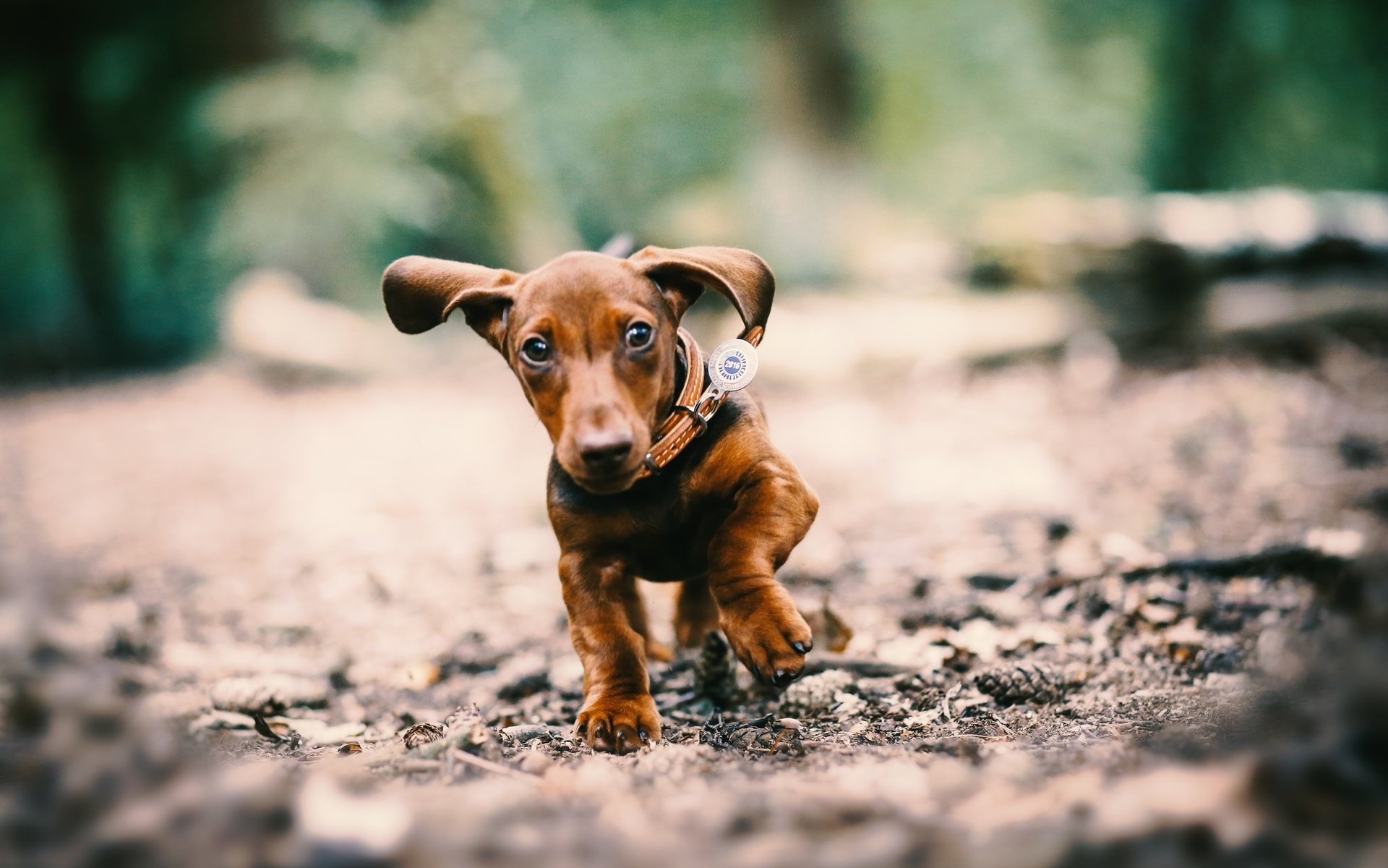 Обои глаза, мордочка, собака, щенок, уши, ошейник, такса, лапки, eyes, muzzle, dog, puppy, ears, collar, dachshund, legs разрешение 2048x1365 Загрузить