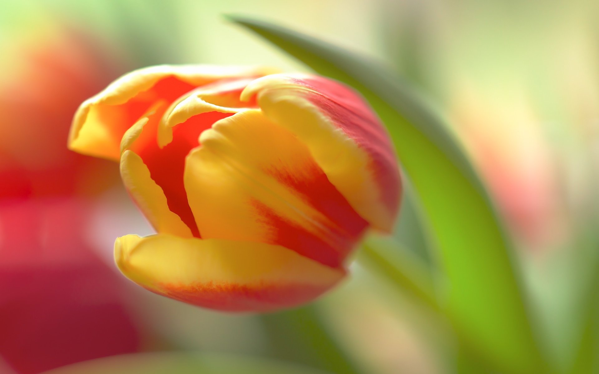 Обои цветок, лепестки, размытость, бутон, тюльпан, flower, petals, blur, bud, tulip разрешение 2400x1759 Загрузить