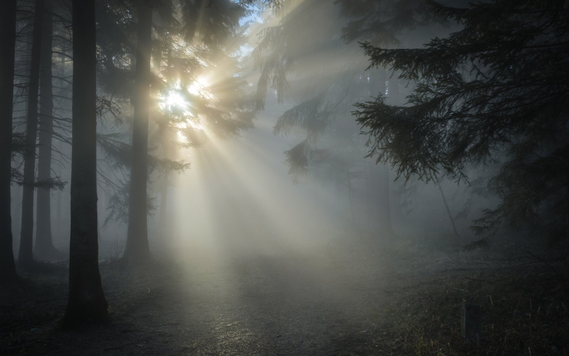 Обои деревья, природа, лес, туман, стволы, солнечные лучи, trees, nature, forest, fog, trunks, the sun's rays разрешение 3500x2327 Загрузить