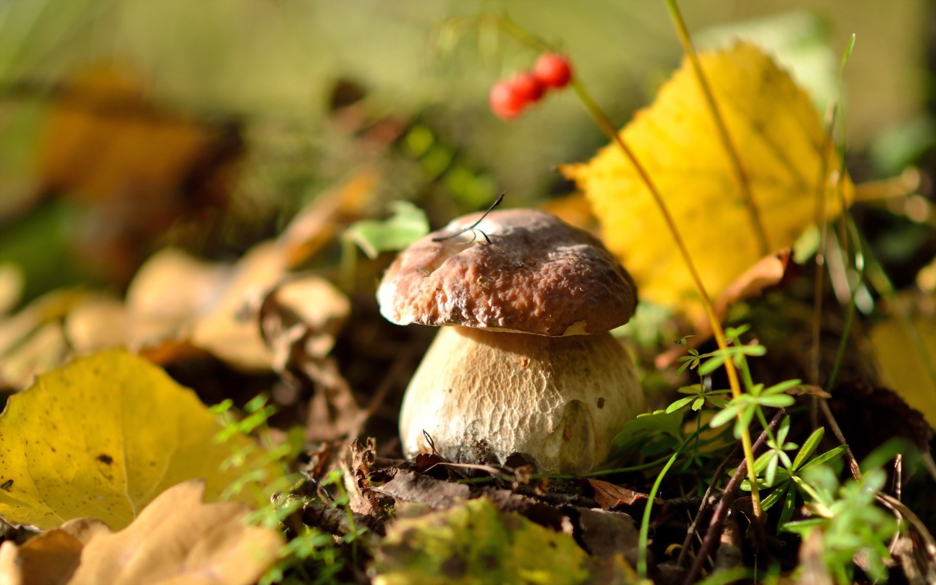 Обои природа, осень, гриб, ягоды, белый гриб, осенние листья, nature, autumn, mushroom, berries, white mushroom, autumn leaves разрешение 2560x1600 Загрузить