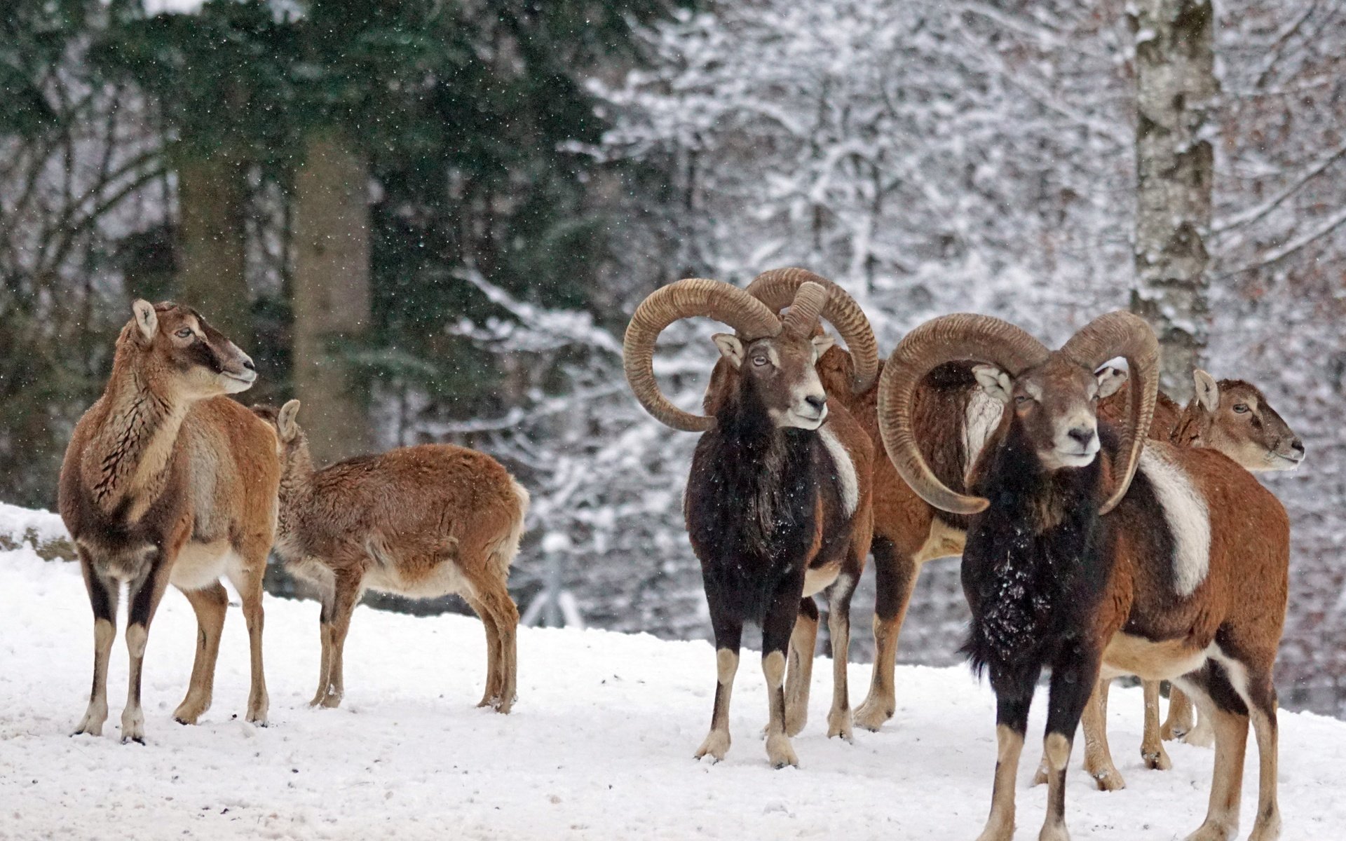 Обои снег, зима, рога, муфлон, бараны, горный баран, snow, winter, horns, mouflon, sheep разрешение 6000x4000 Загрузить