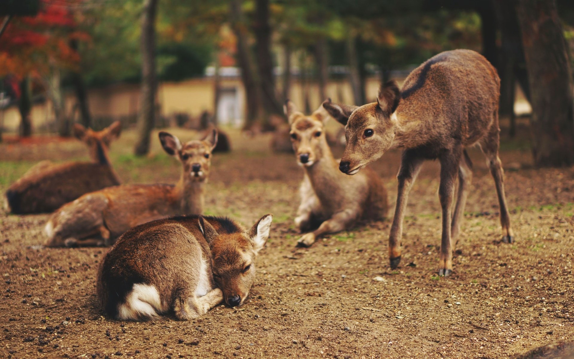 Обои природа, животные, олени, оленята, nature, animals, deer, fawns разрешение 3000x2000 Загрузить