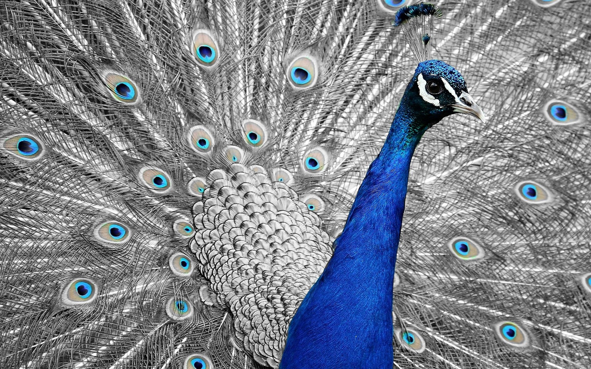 Обои птица, клюв, павлин, перья, хвост, bird, beak, peacock, feathers, tail разрешение 1920x1329 Загрузить