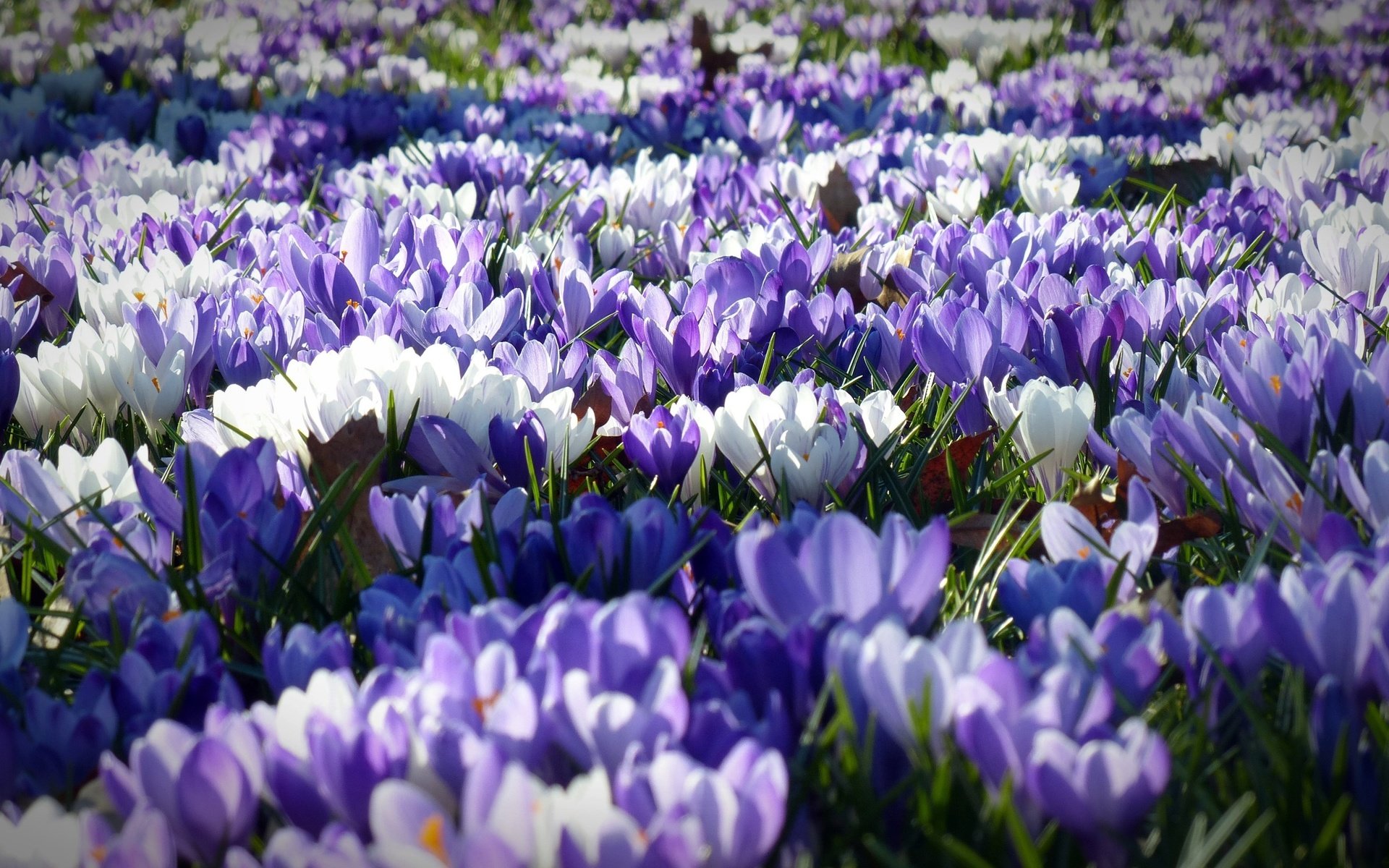 Обои цветы, лепестки, весна, белые, фиолетовые, крокусы, flowers, petals, spring, white, purple, crocuses разрешение 4000x2250 Загрузить