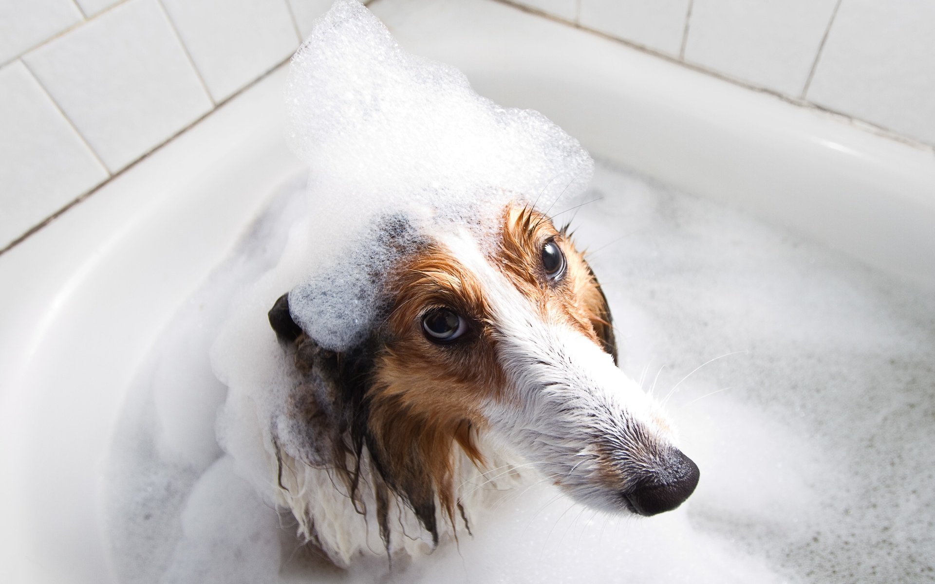 Обои мордочка, взгляд, собака, друг, пена, ванна, мокрая, колли, muzzle, look, dog, each, foam, bath, wet, collie разрешение 3842x2561 Загрузить