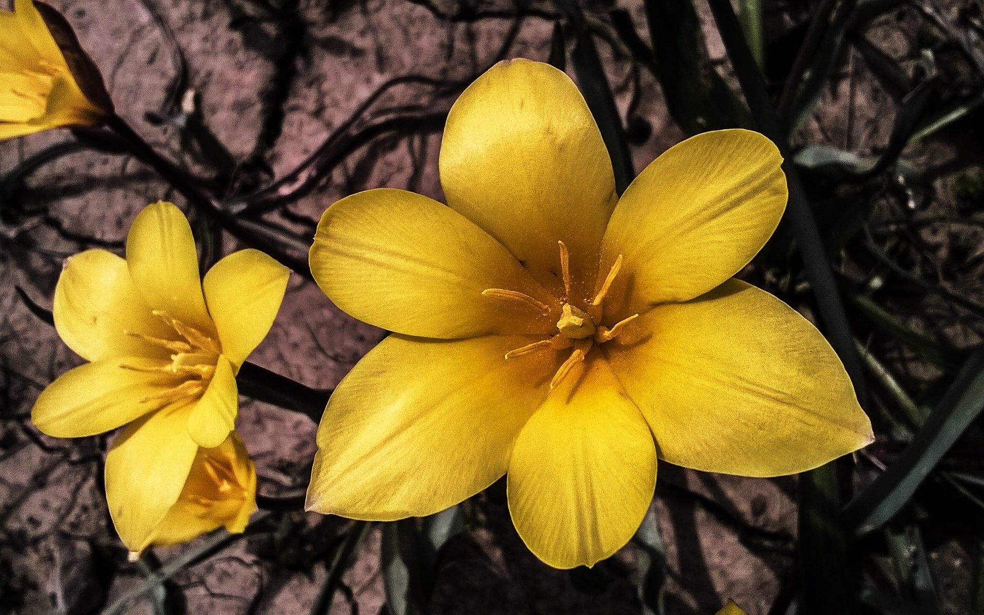 Обои лепестки, весна, тюльпаны, желтые, дикие, petals, spring, tulips, yellow, wild разрешение 3000x1685 Загрузить