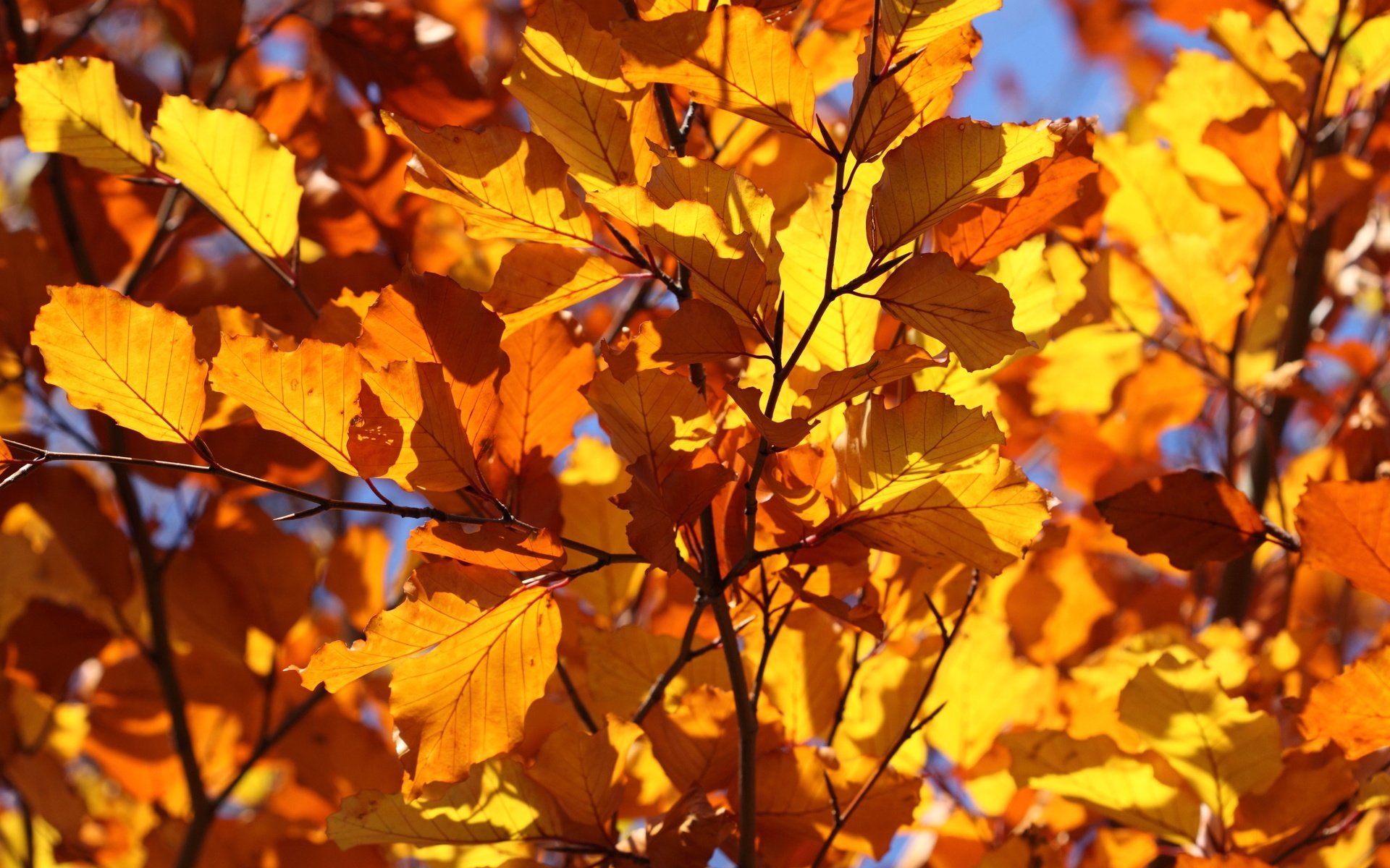 Обои листья, ветки, листва, осень, крупный план, leaves, branches, foliage, autumn, close-up разрешение 4752x3168 Загрузить