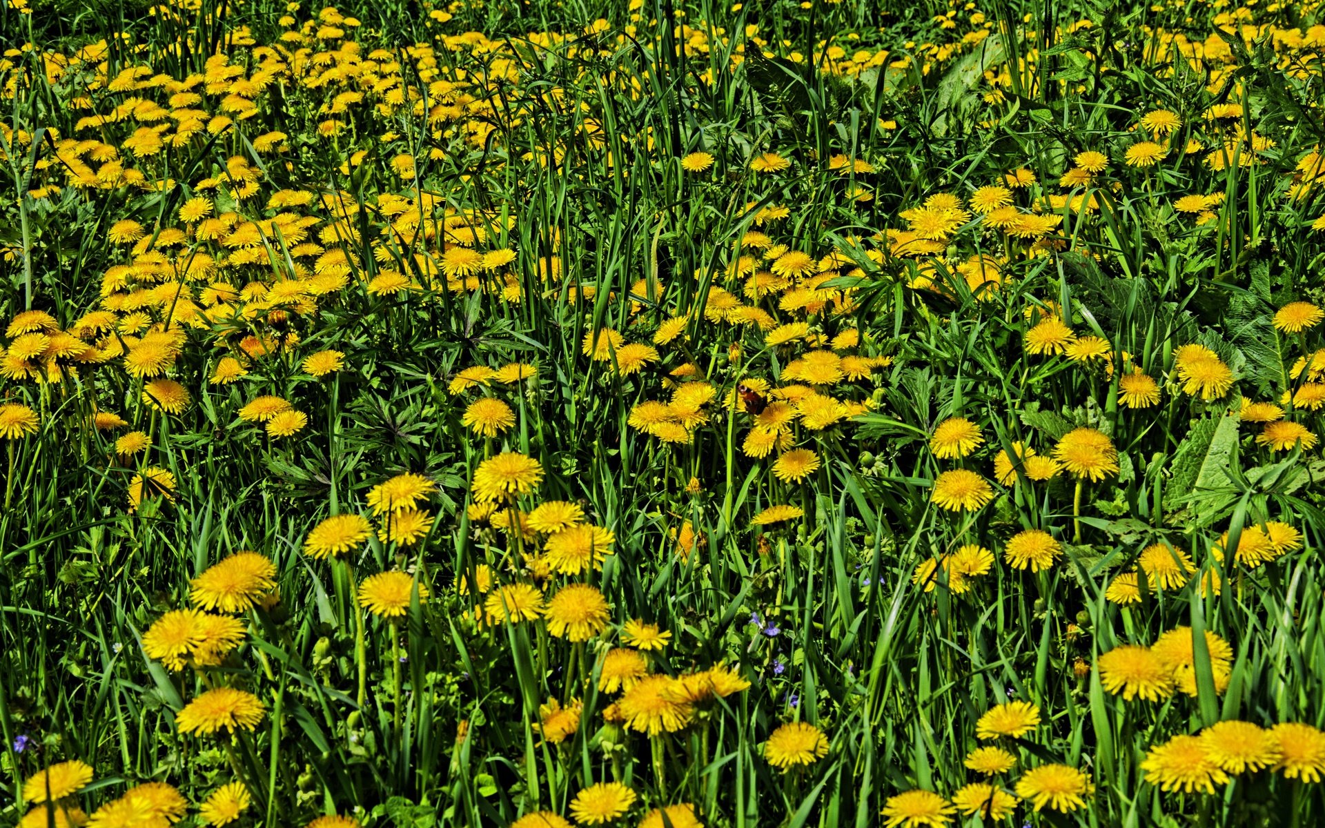 Обои цветы, трава, одуванчики, желтые, flowers, grass, dandelions, yellow разрешение 4928x3264 Загрузить