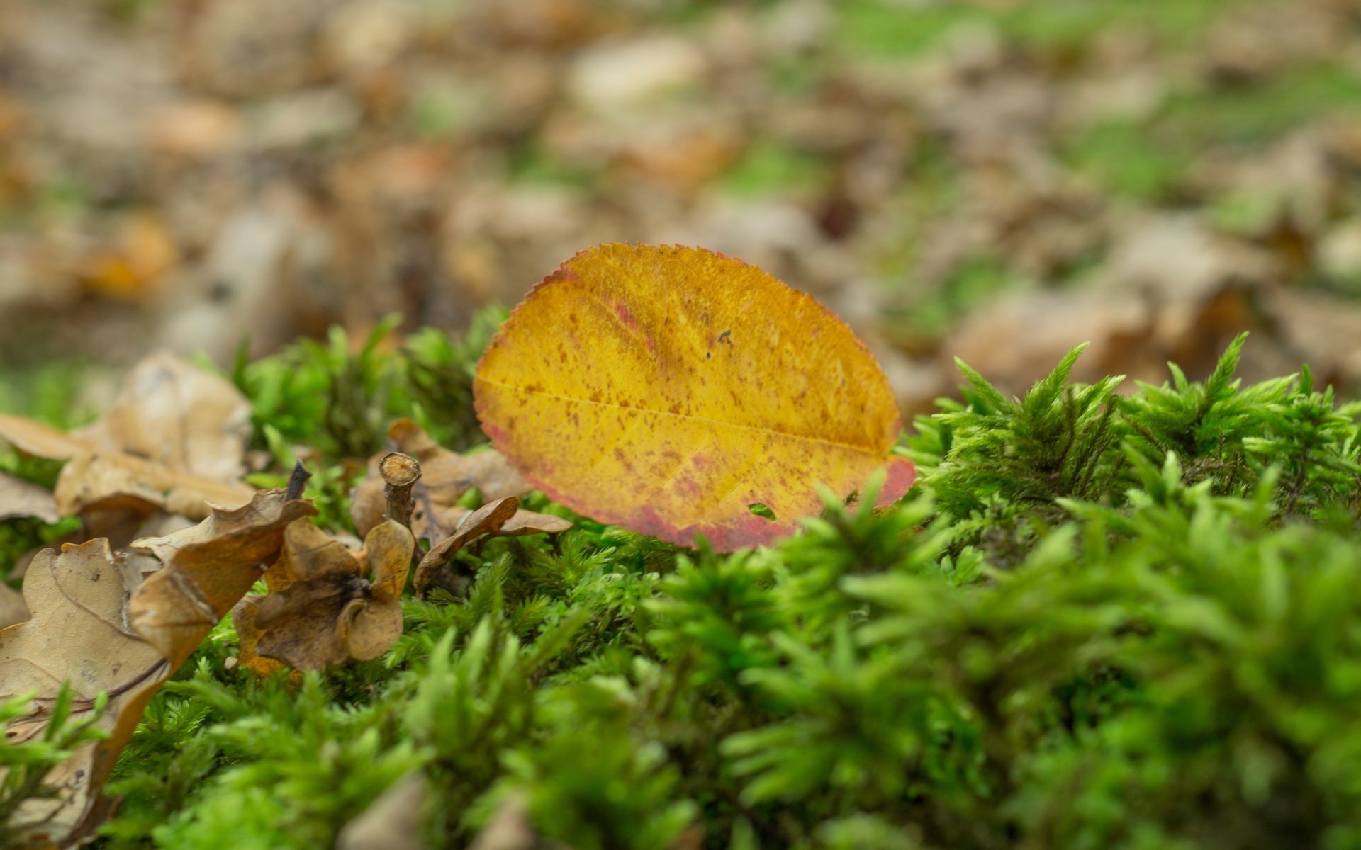 Обои природа, осень, лист, размытость, мох, сухие листья, nature, autumn, sheet, blur, moss, dry leaves разрешение 5456x3632 Загрузить