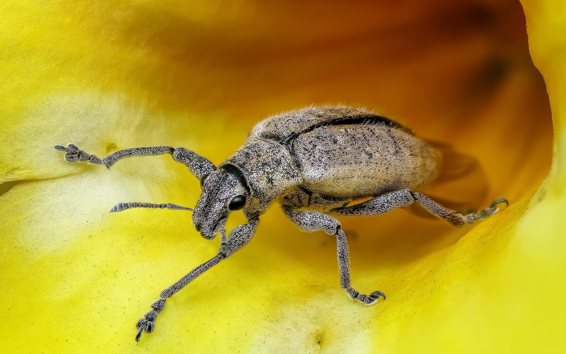 Обои жук, насекомое, крупным планом, долгоносик, beetle, insect, closeup, weevil разрешение 3974x2711 Загрузить