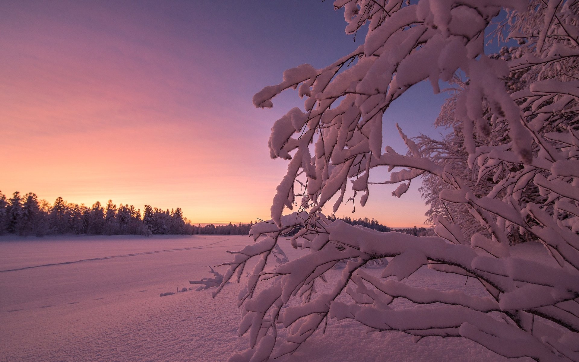 Обои небо, снег, закат, зима, ветки, the sky, snow, sunset, winter, branches разрешение 2560x1600 Загрузить