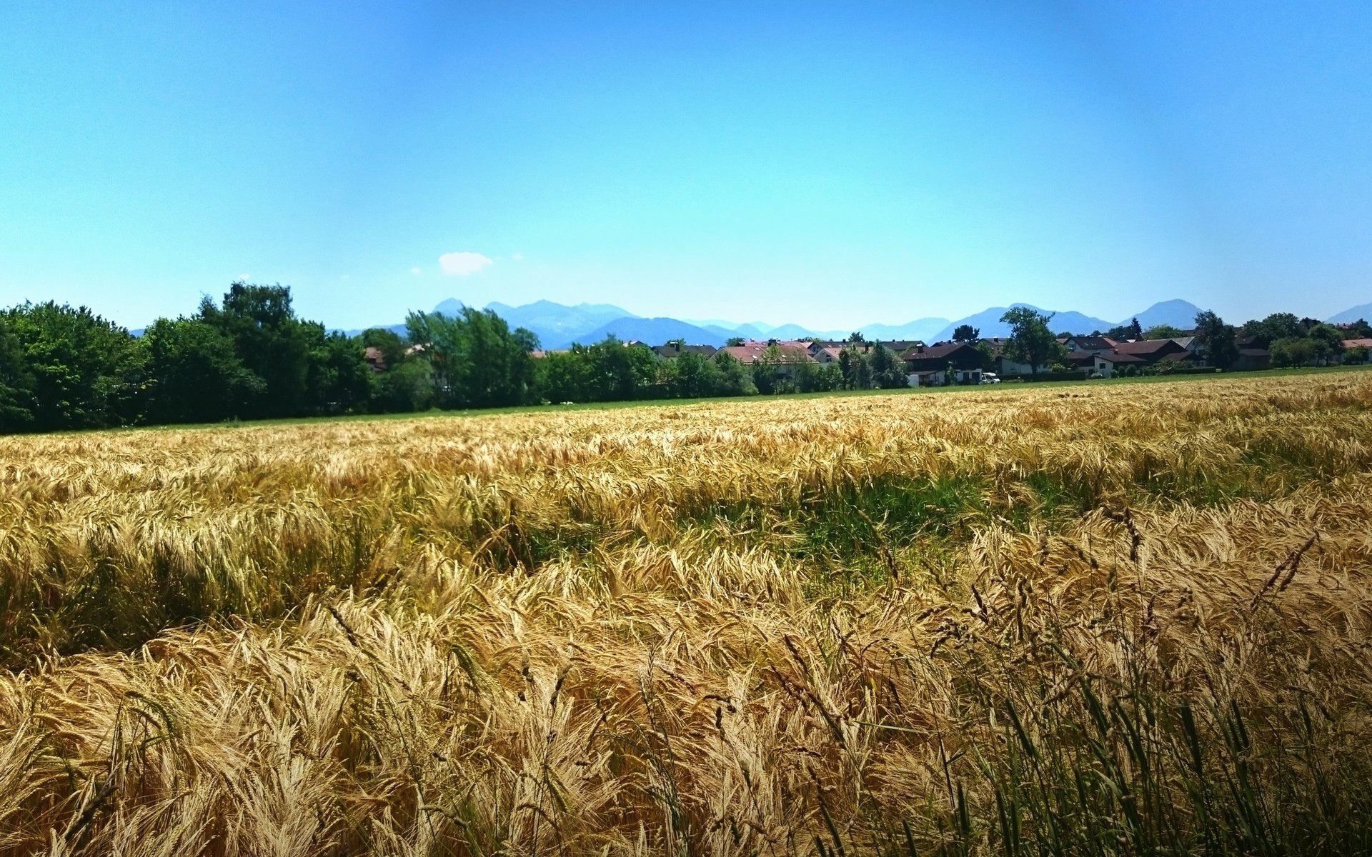 Обои небо, природа, пейзаж, поле, горизонт, пшеница, the sky, nature, landscape, field, horizon, wheat разрешение 3840x2160 Загрузить