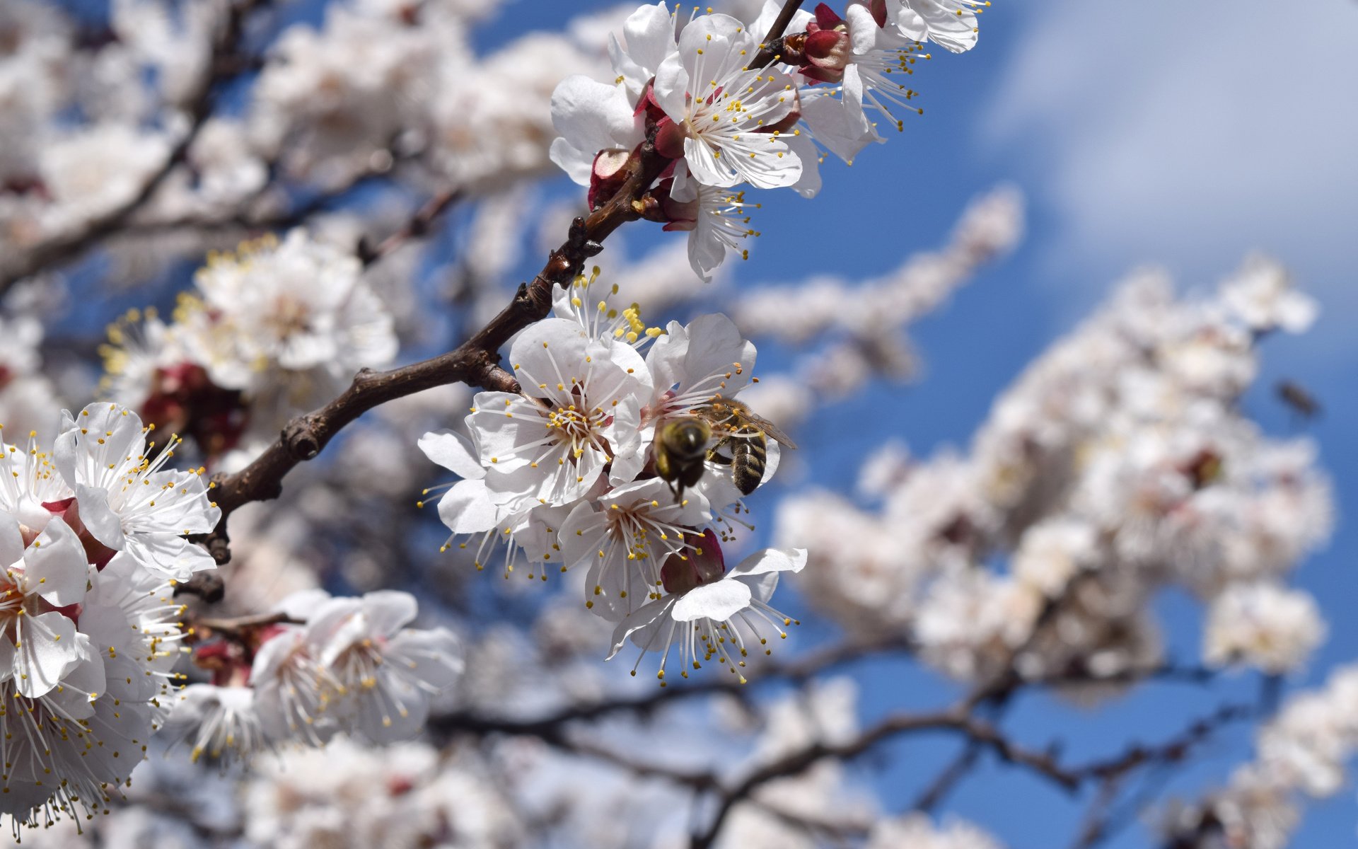 Обои цветы, цветение, насекомые, весна, абрикос, пчела, flowers, flowering, insects, spring, apricot, bee разрешение 6000x4000 Загрузить