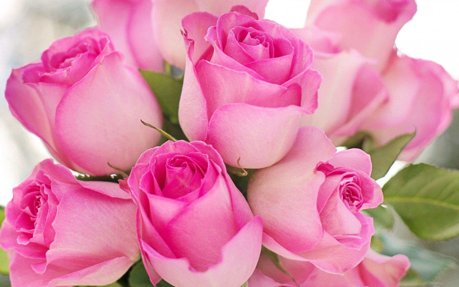 Обои цветы, розы, лепестки, бутон, букет, розовые, flowers, roses, petals, bud, bouquet, pink разрешение 2560x1595 Загрузить