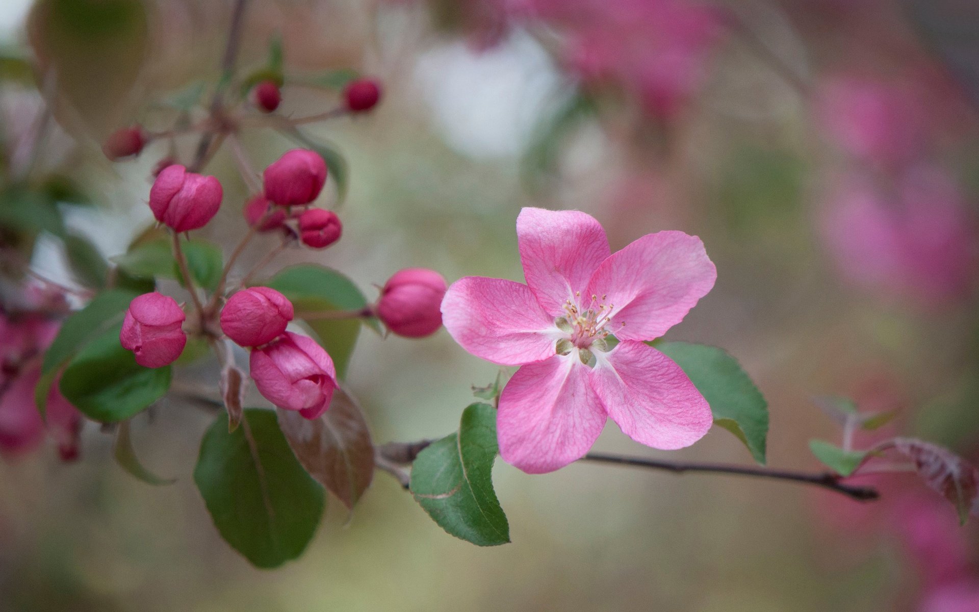 Обои ветка, цветение, бутоны, макро, цветок, весна, яблоня, branch, flowering, buds, macro, flower, spring, apple разрешение 3000x1993 Загрузить