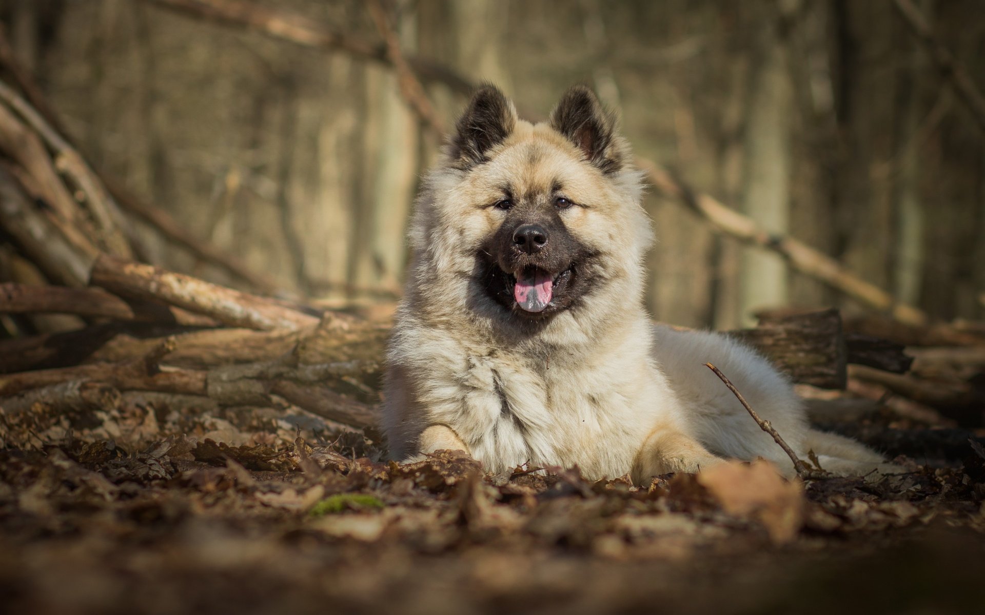 Обои природа, собака, язык, евразиер, nature, dog, language, the eurasier разрешение 2880x1800 Загрузить