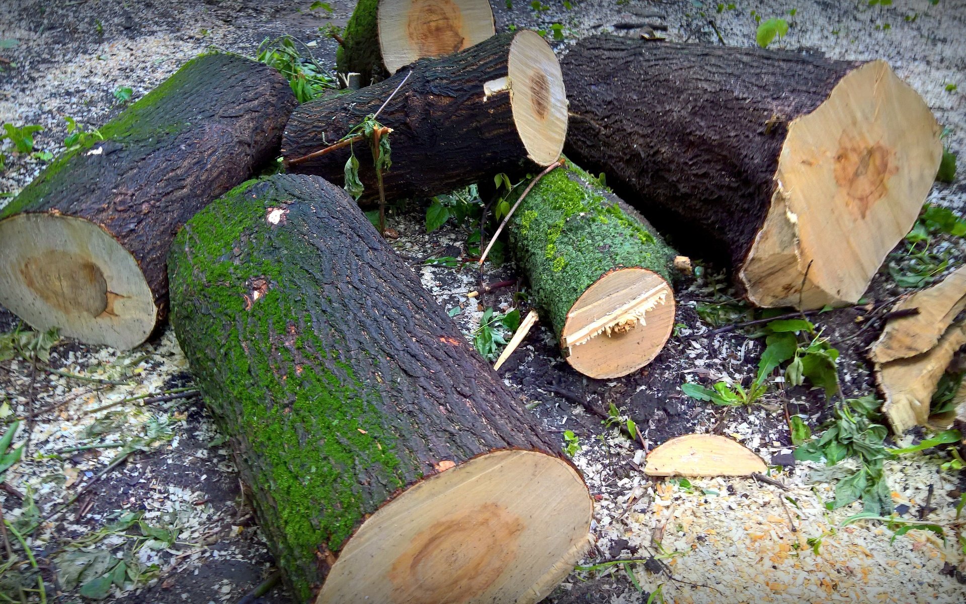 Обои дерево, лес, стиль, огонь, мох, дрова, опилки, пеньки, tree, forest, style, fire, moss, wood, sawdust, hemp разрешение 5258x2960 Загрузить