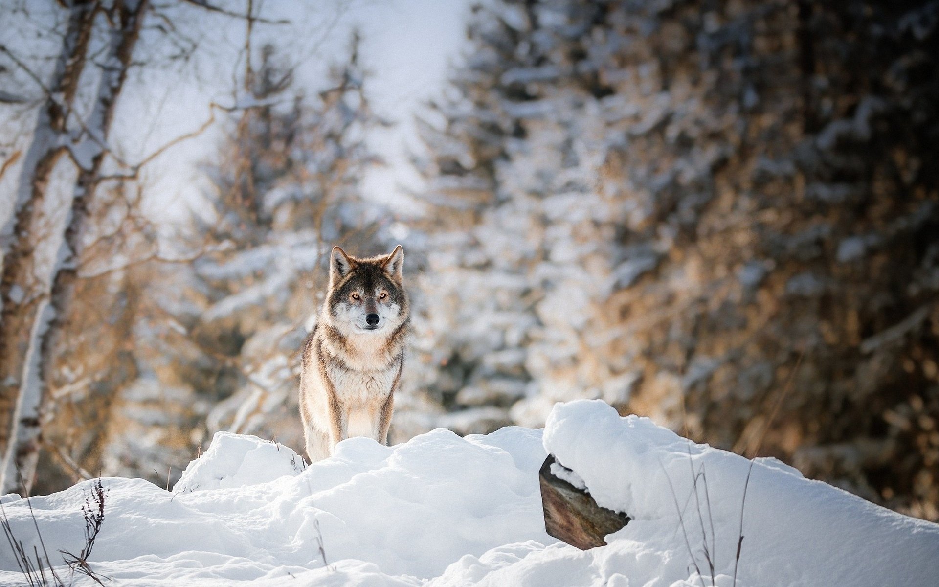 Обои снег, лес, зима, хищник, волк, snow, forest, winter, predator, wolf разрешение 2200x1261 Загрузить