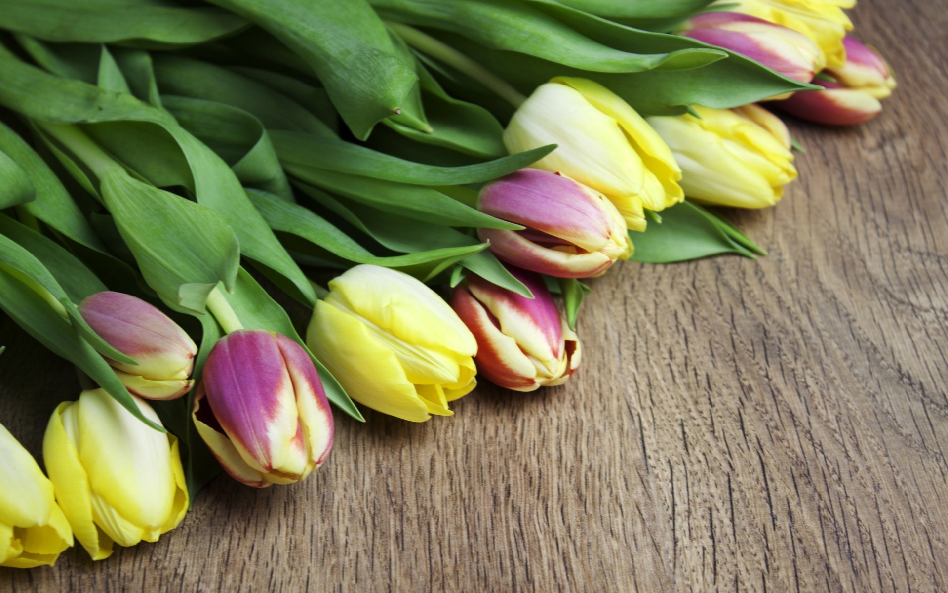 Обои цветы, бутоны, тюльпаны, flowers, buds, tulips разрешение 2880x1800 Загрузить