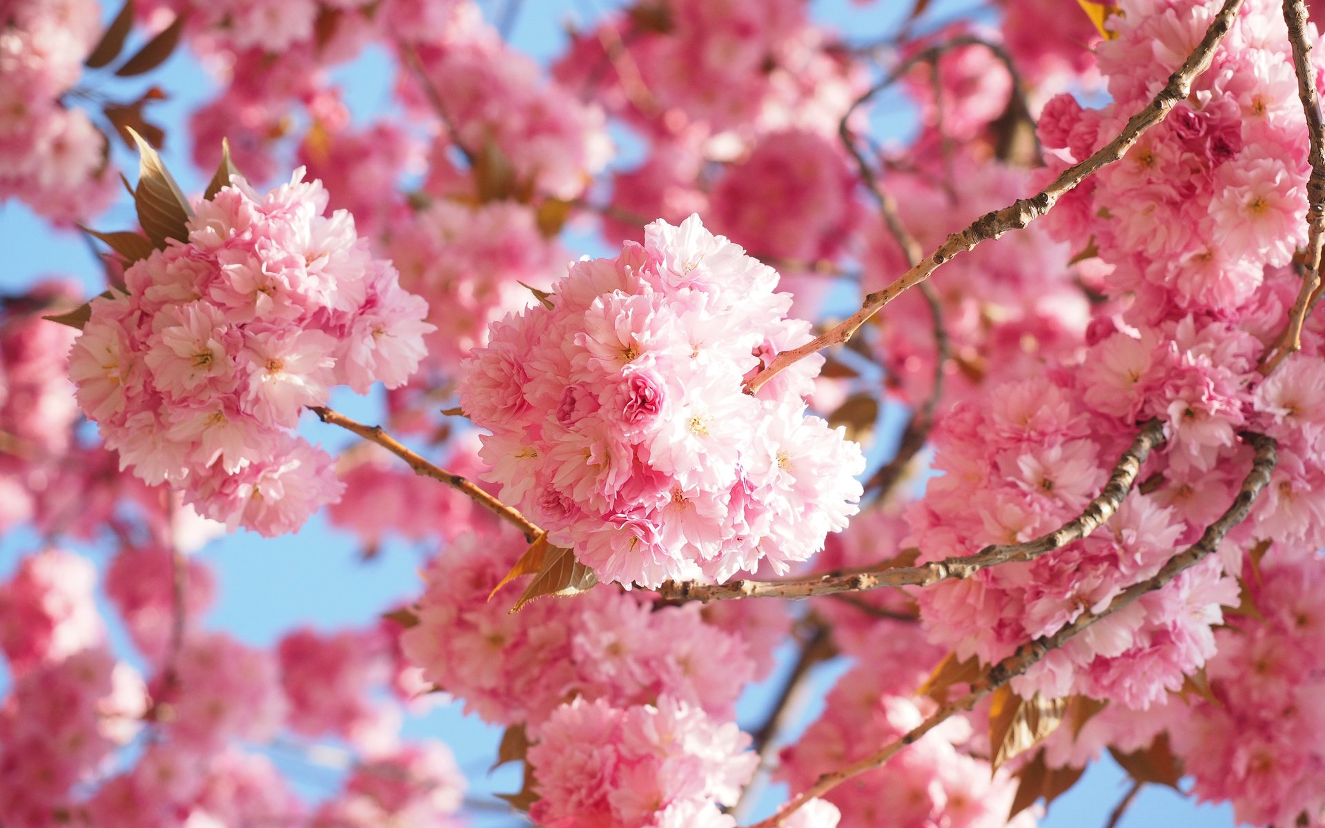 Обои цветение, весна, сакура, японская вишня, flowering, spring, sakura, japanese cherry разрешение 3840x2400 Загрузить