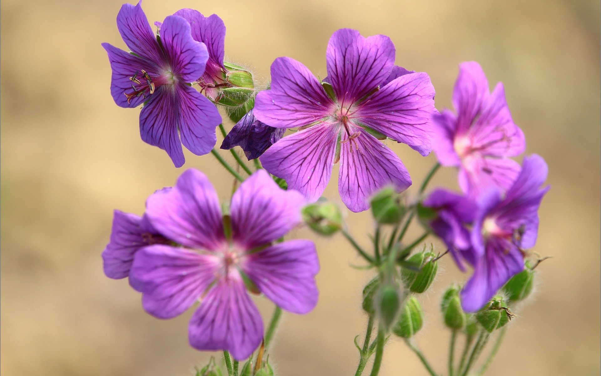 Обои цветы, макро, лепестки, боке, герань, flowers, macro, petals, bokeh, geranium разрешение 2048x1346 Загрузить