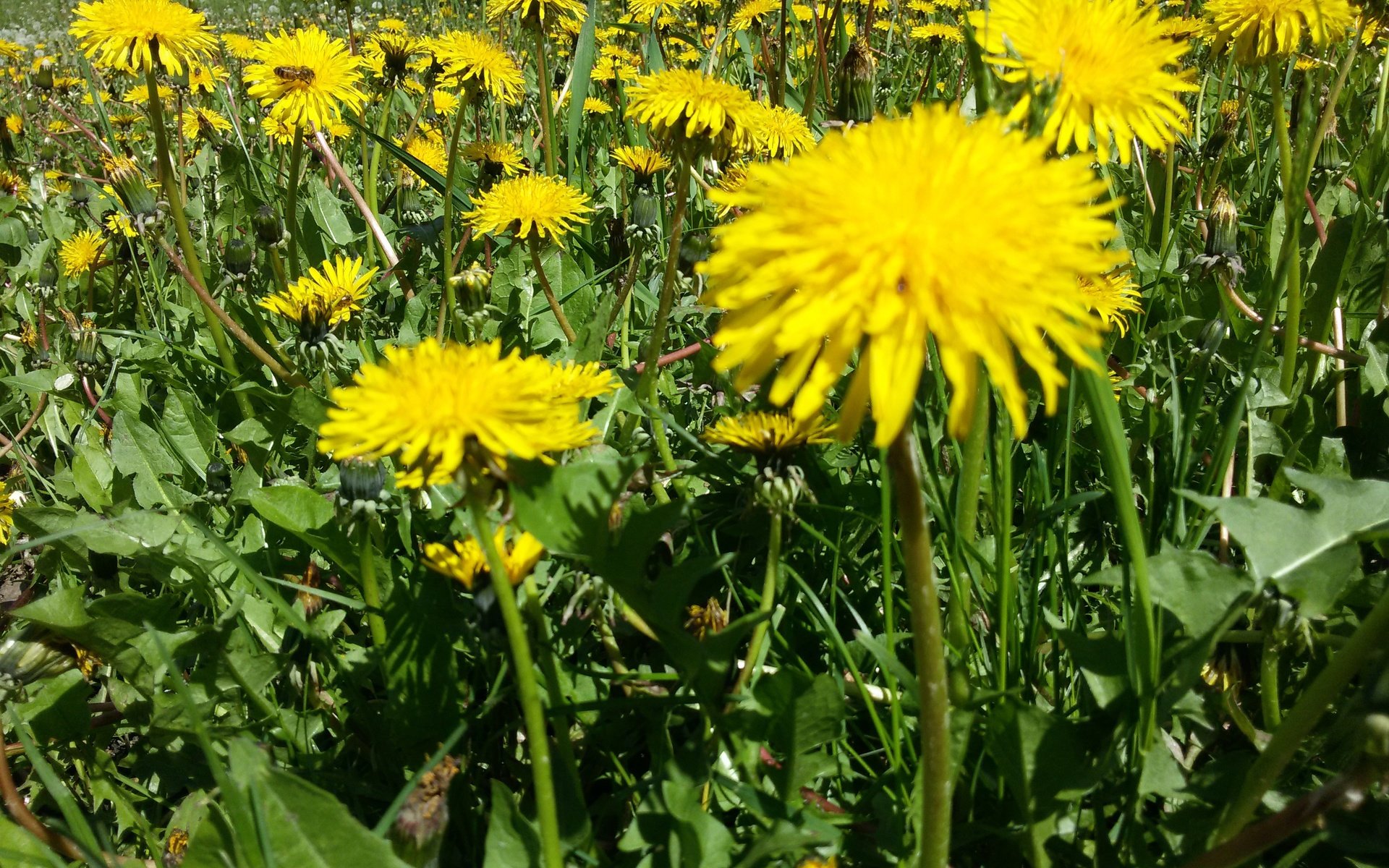 Обои цветы, природа, поляна, одуванчики, желтые, flowers, nature, glade, dandelions, yellow разрешение 3264x2448 Загрузить