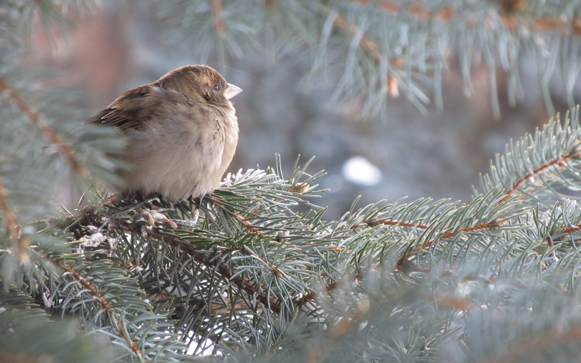 Обои дерево, хвоя, ветки, птица, ель, воробей, tree, needles, branches, bird, spruce, sparrow разрешение 4000x3000 Загрузить