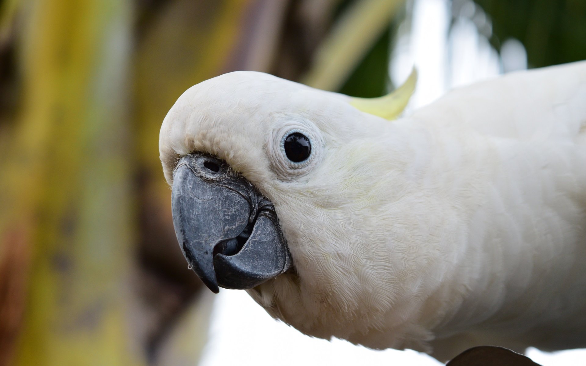 Обои взгляд, птица, клюв, попугай, какаду, look, bird, beak, parrot, cockatoo разрешение 4496x3000 Загрузить