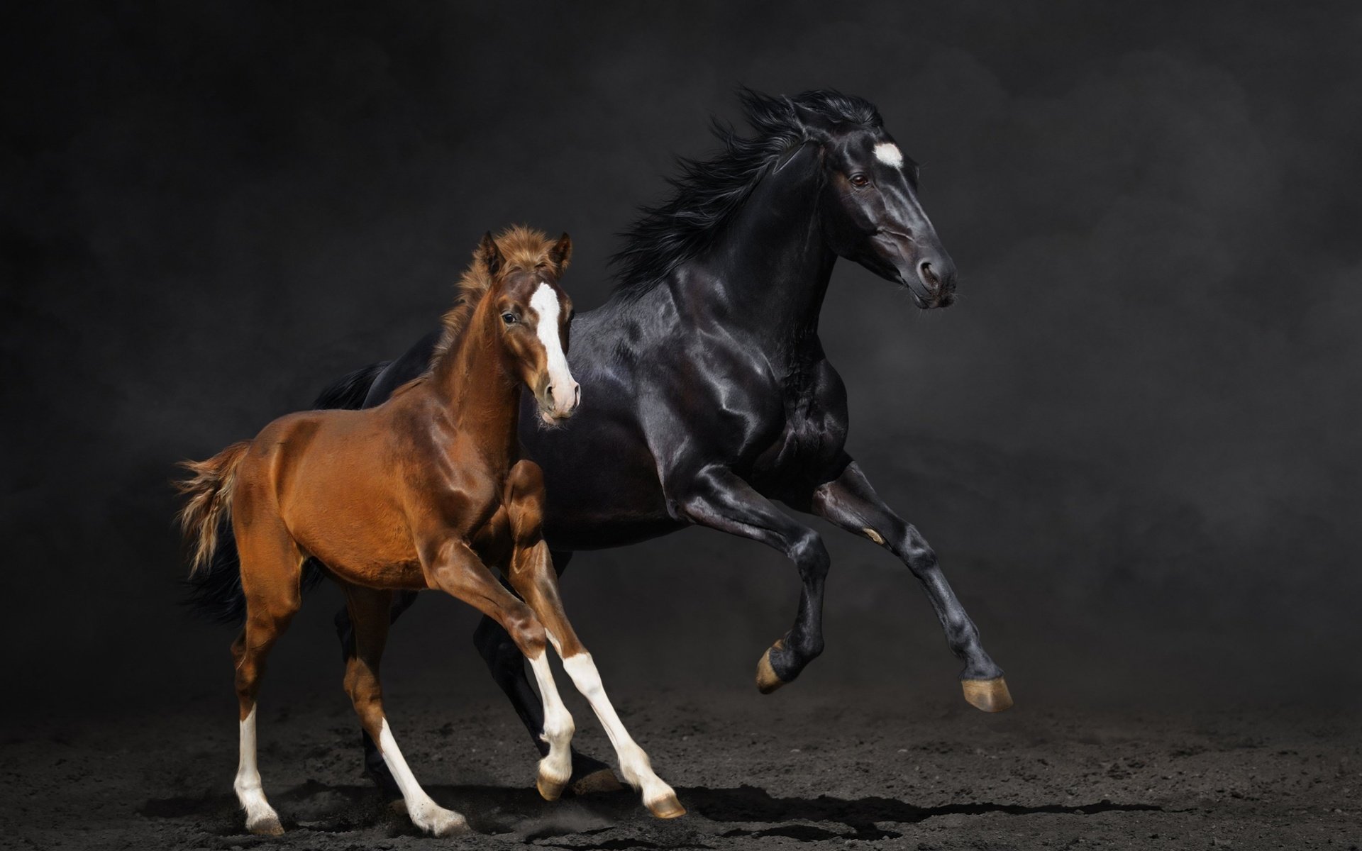 Обои лошадь, фон, лошади, кони, пыль, бег, жеребенок, horse, background, horses, dust, running, foal разрешение 3840x2160 Загрузить