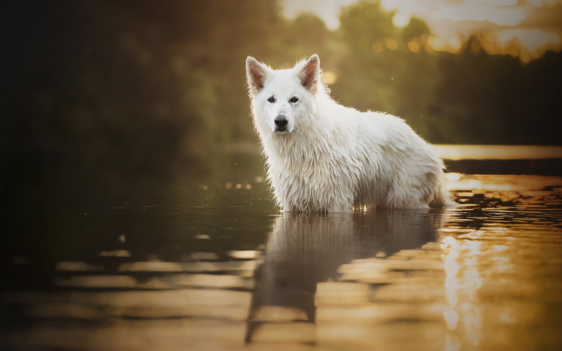 Белая мокрая собака