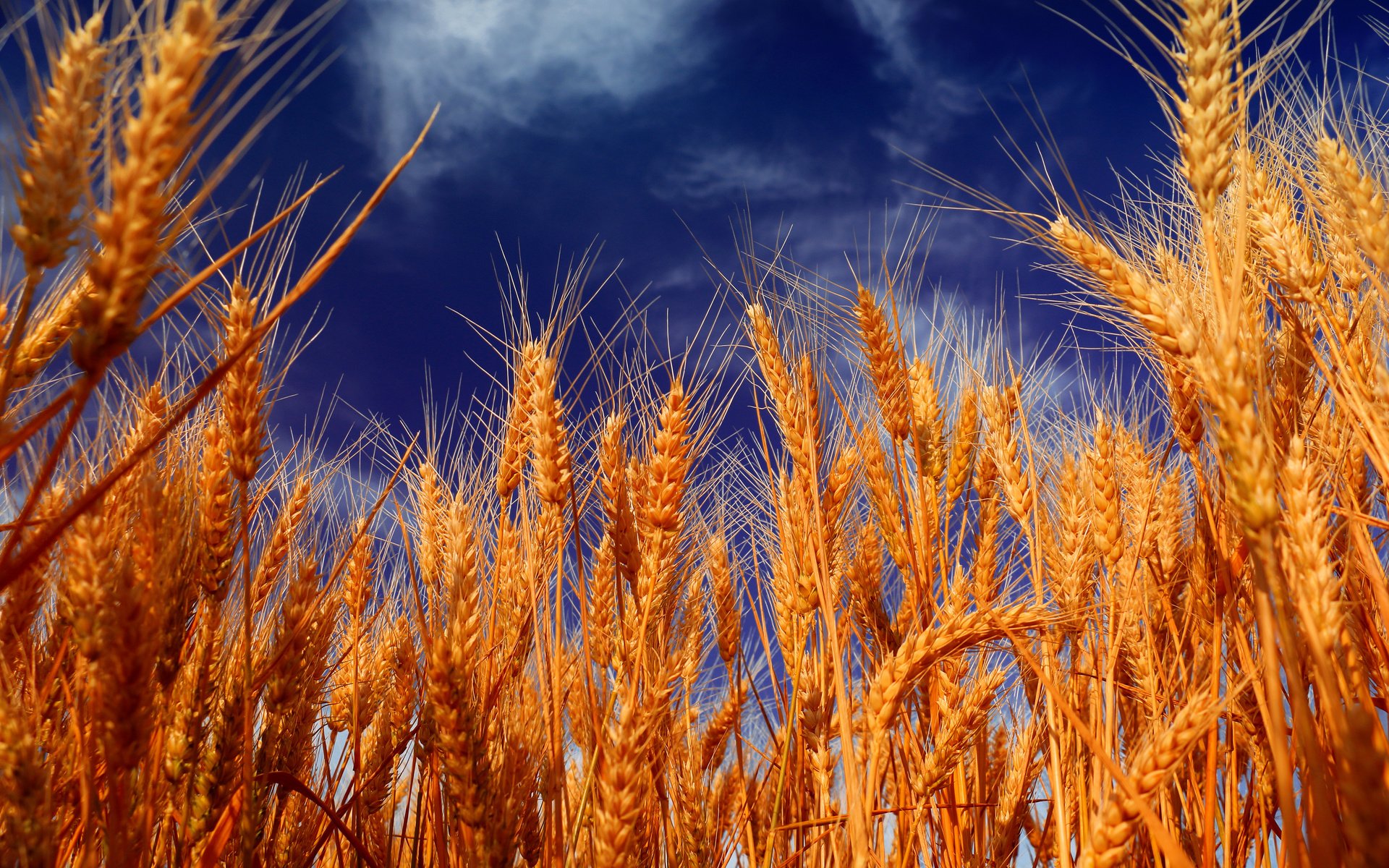 Обои небо, облака, природа, поле, колосья, пшеница, the sky, clouds, nature, field, ears, wheat разрешение 4500x3000 Загрузить