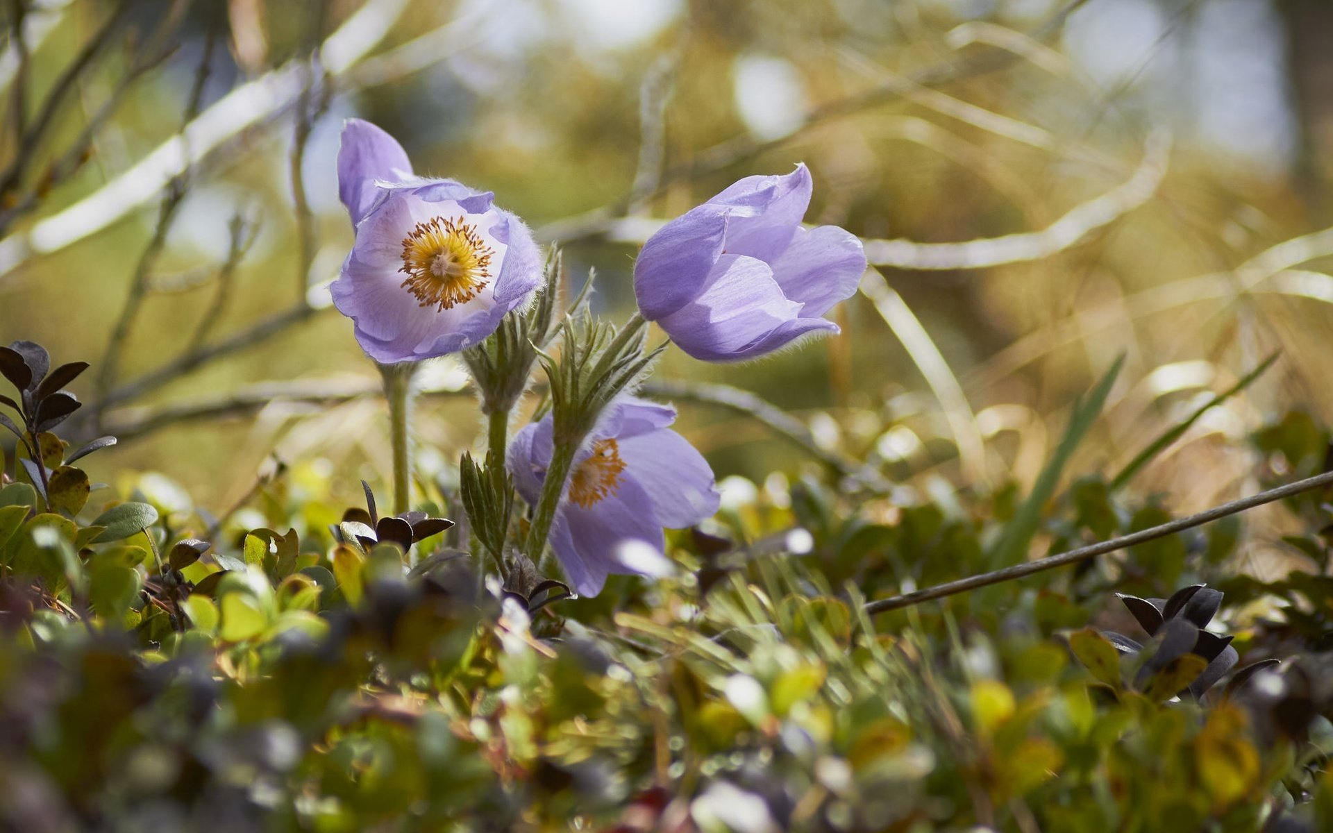 Обои трава, весна, анемон, сон-трава, прострел, grass, spring, anemone, sleep-grass, cross разрешение 2048x1365 Загрузить